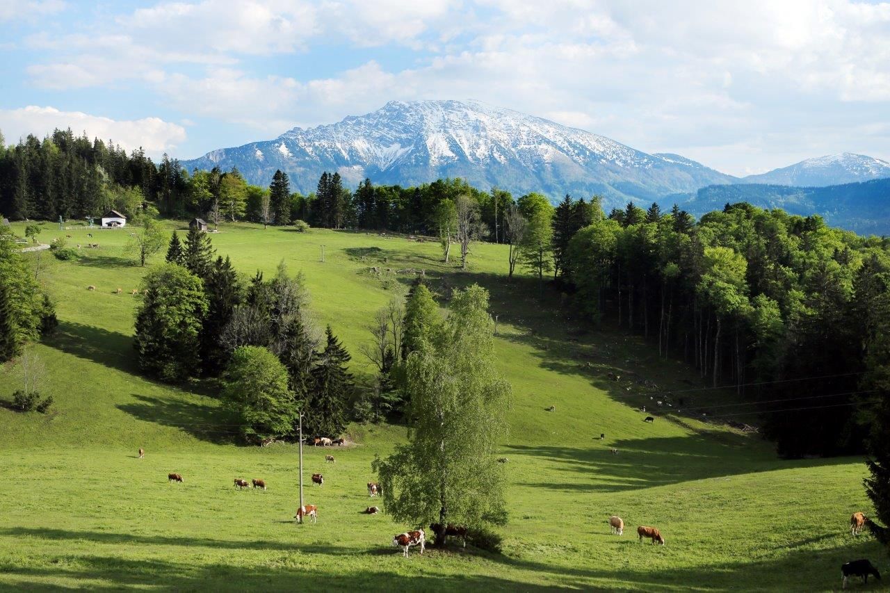 Green alpine meadow with cows and a snow-covered mountain in the background.
