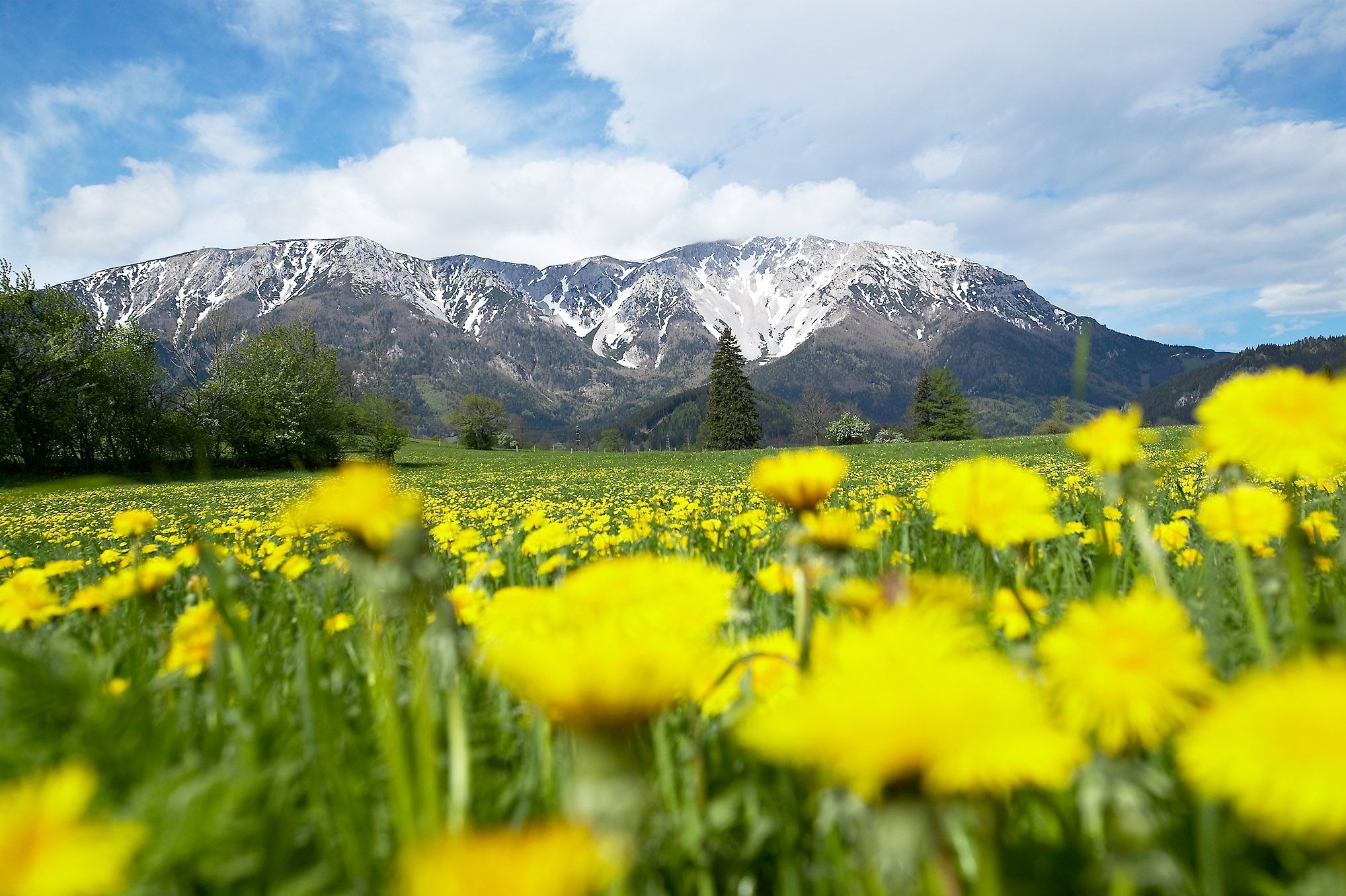 View of the Schneeberg