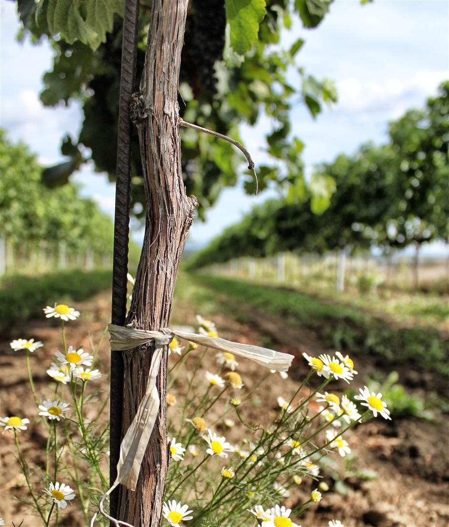 Vine with camomile in the foreground, vineyard in the background.