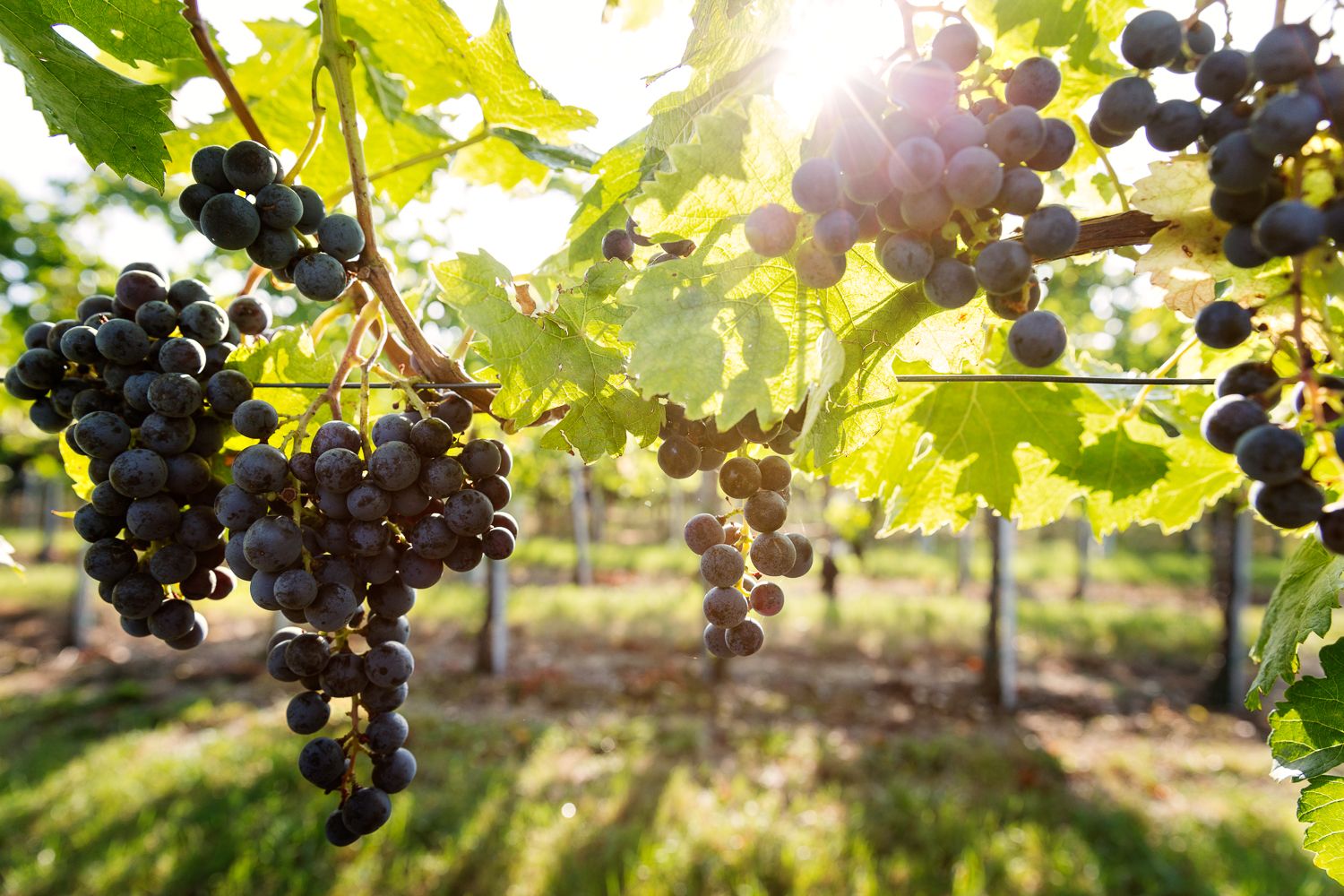 Vineyards