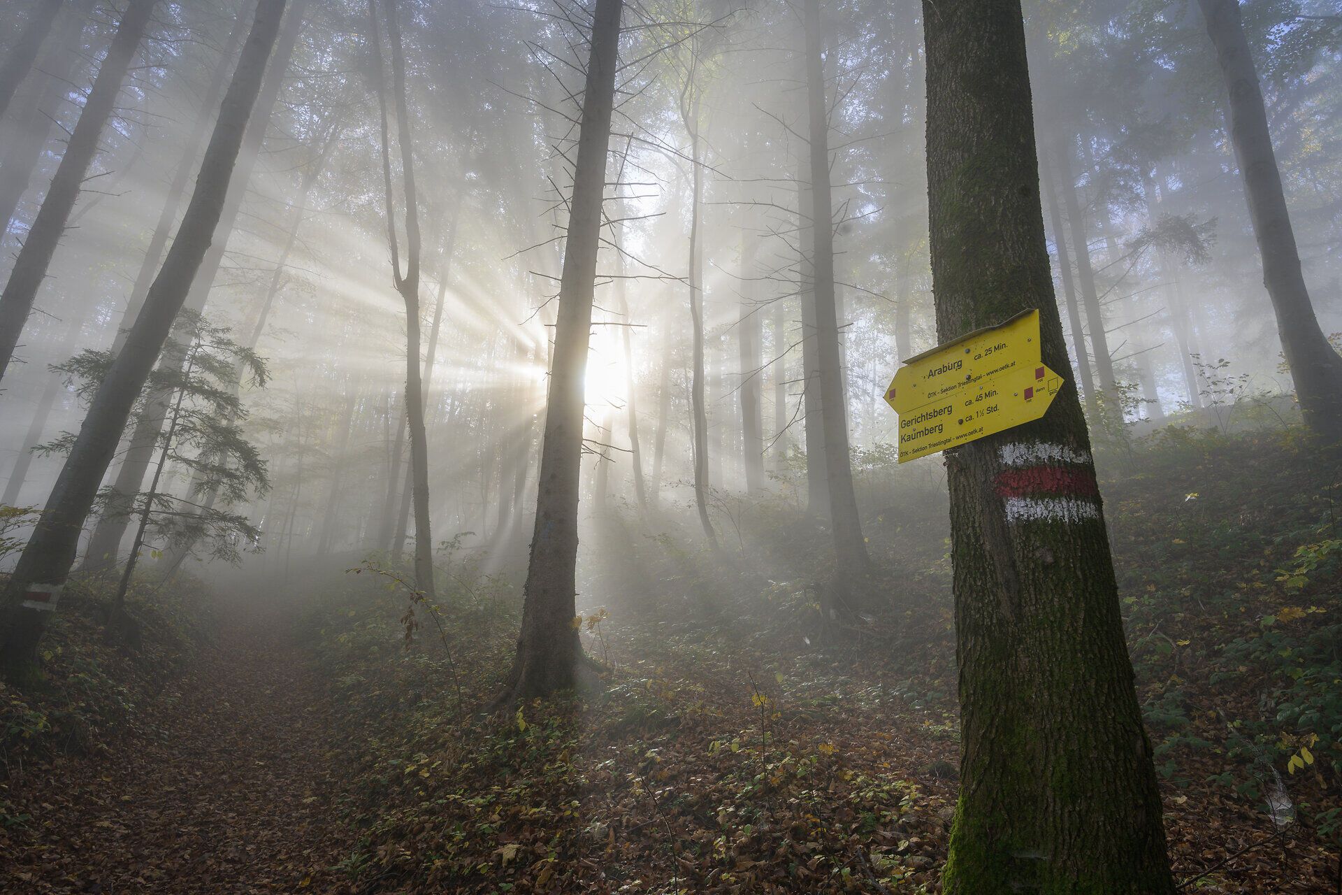 Der herbstliche Wienerwald liegt im dichten, silbrigen Nebel, durch den ein einzelner Sonnenstrahl schräg zwischen den Baumstämmen hindurchfällt und den Waldboden in warmes Licht taucht. Am Wegesrand stehen mehrere gelbe Wegweiser mit den Aufschriften „Araburg“, „Gerichtsberg“ und „Kaumberg“, die Wandernden die Richtung weisen. Die leuchtenden Schilder heben sich deutlich vom gedämpften Grau des Nebels und den goldbraunen Blättern ab und verleihen der Szene im Wienerwald eine ruhige, mystische Stimmung.