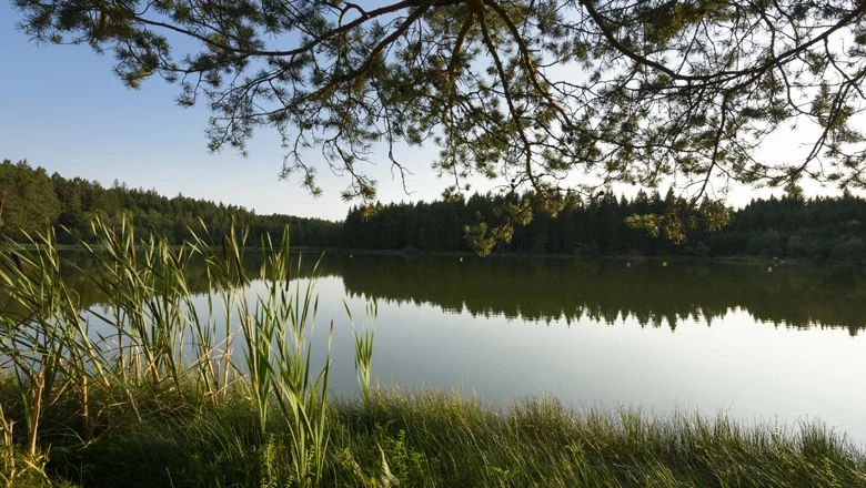 A quiet pond with reeds and trees in the background, taken at sunset.