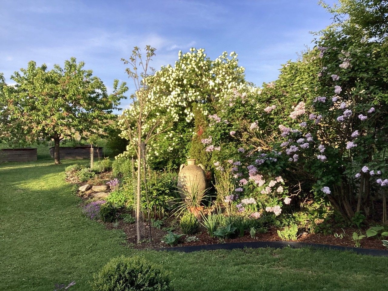 A well-tended garden with flowering shrubs, a tree and a large vase in the sunlight.