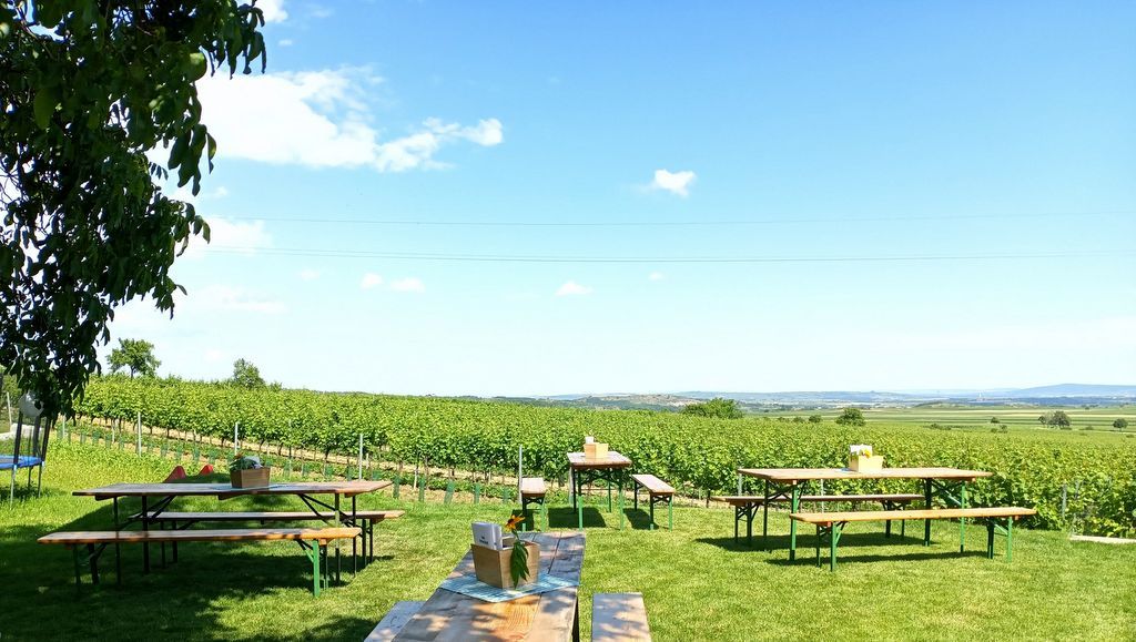 View of vineyards from a terrace with wooden tables and benches in the foreground.