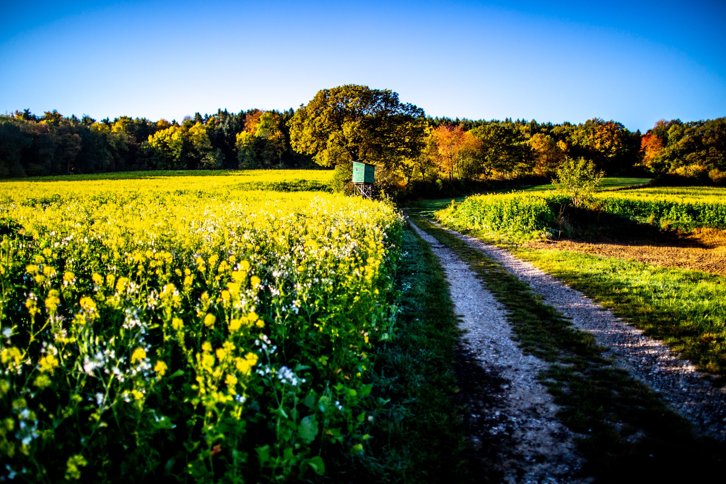 Country lane in a green, flat landscape