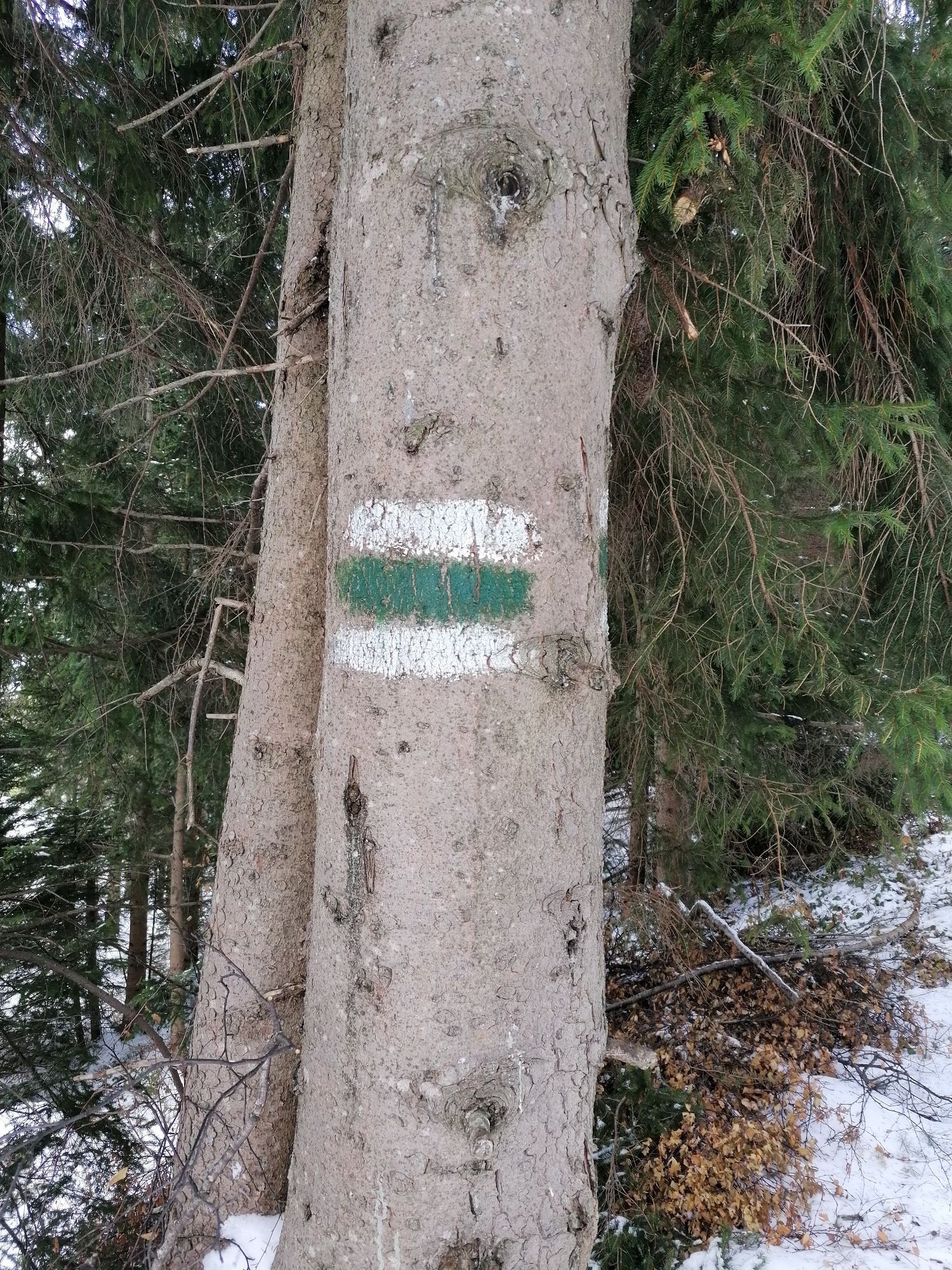 Tree marking to St. Peter