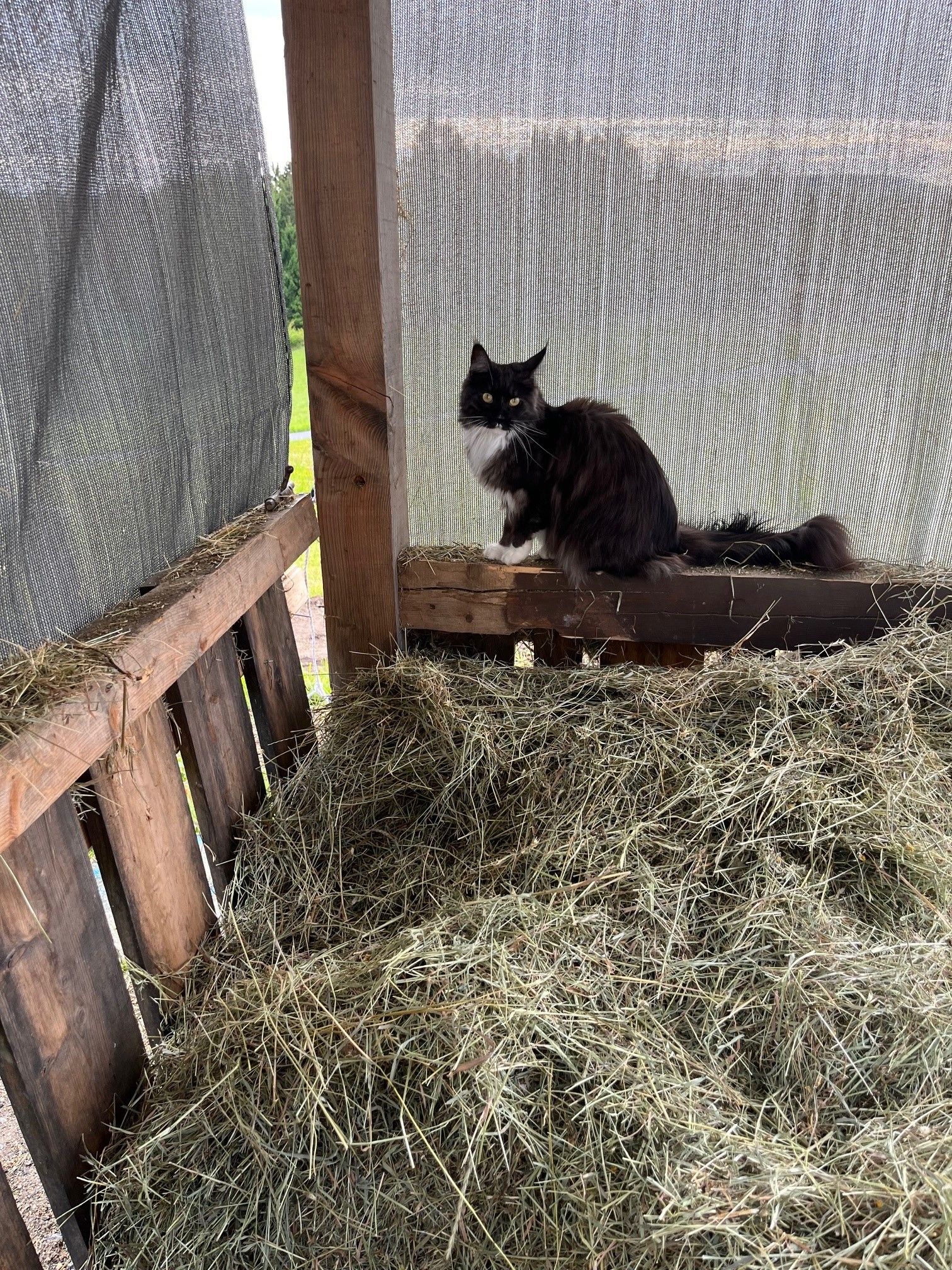 A black and white cat sits on a wooden board in a hay shed.