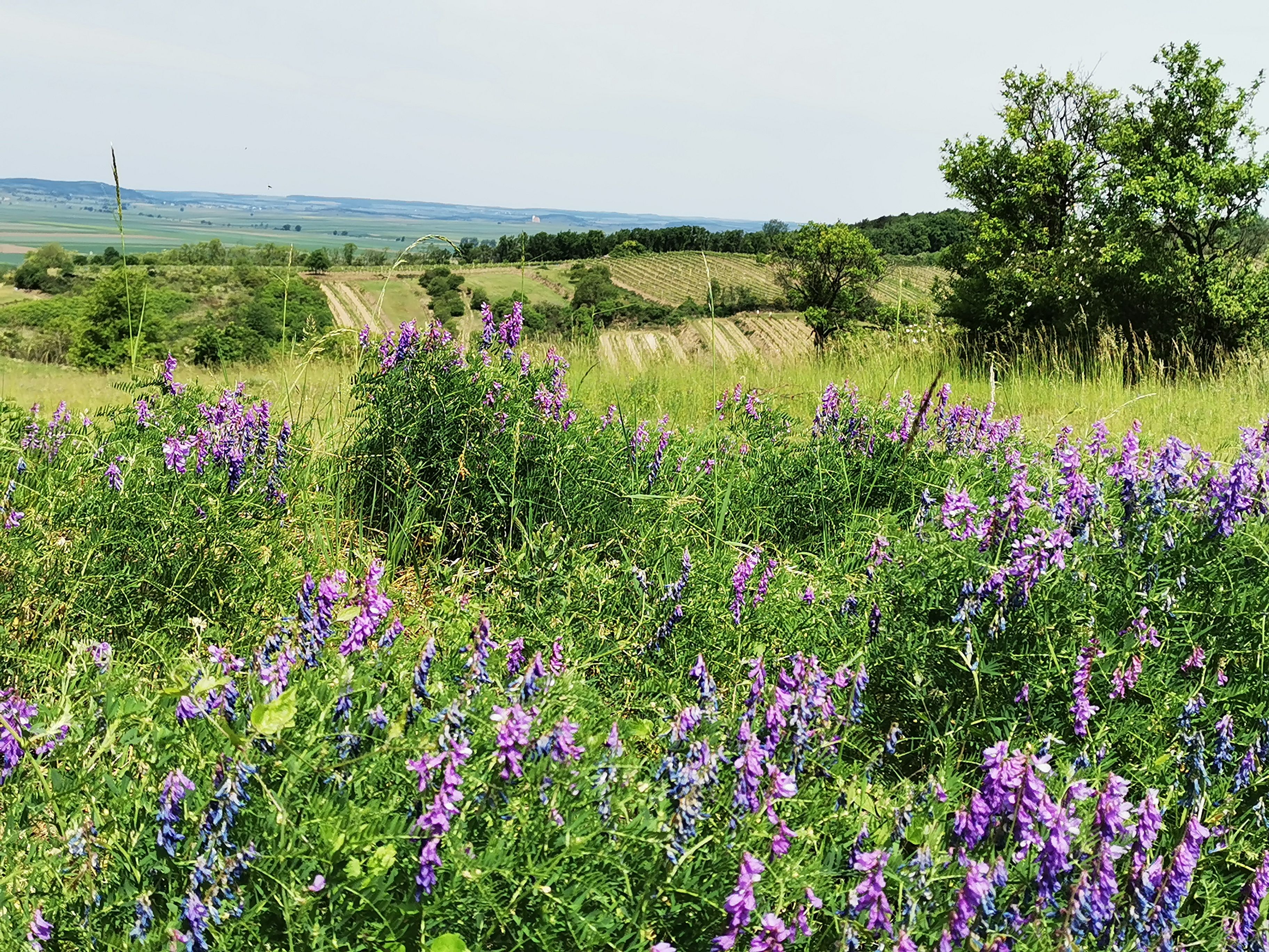Blooming meadow with purple flowers in the foreground, vineyards and fields in the background.