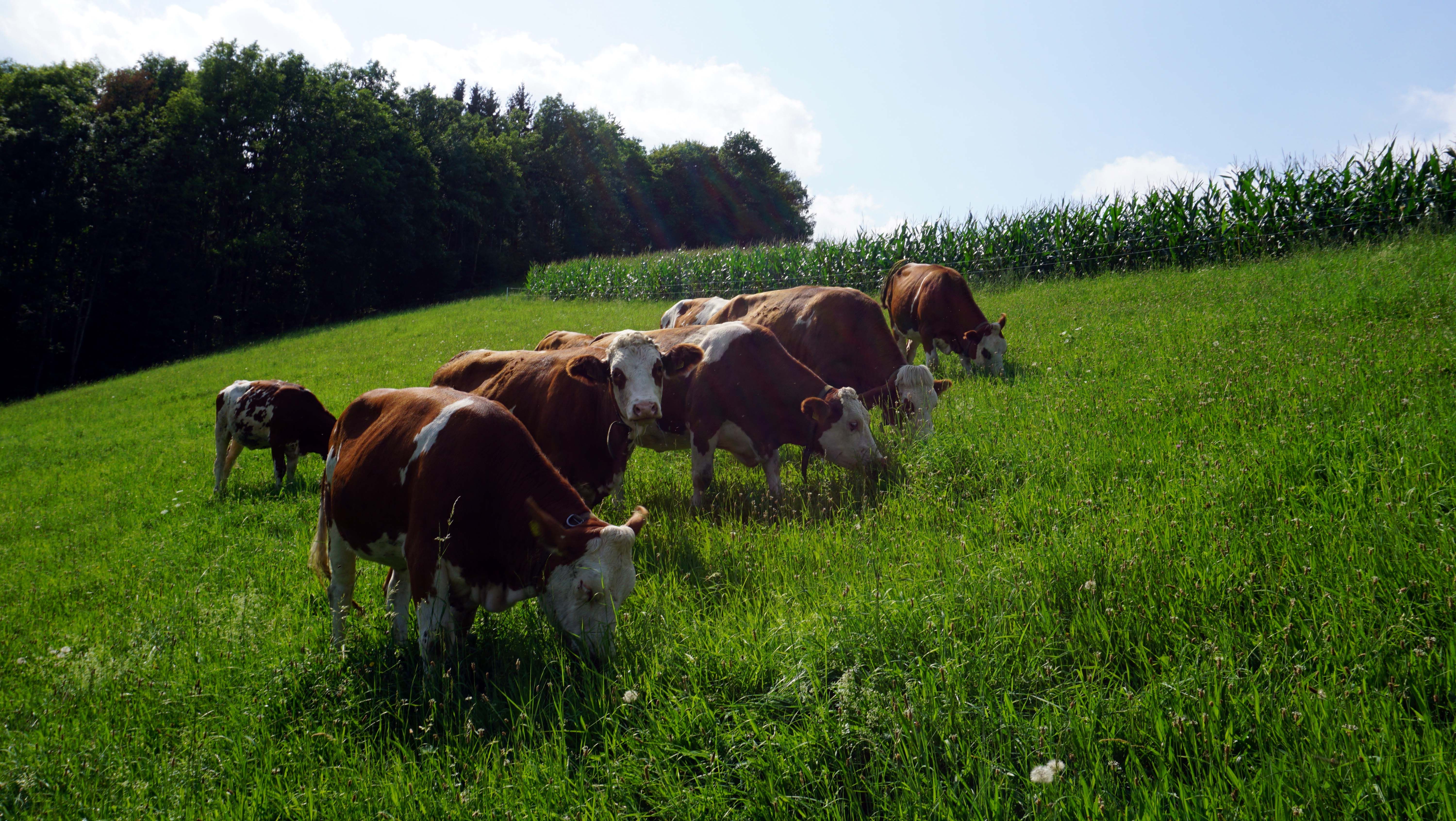 Cows eating grass on a green meadow in front of a corn field.