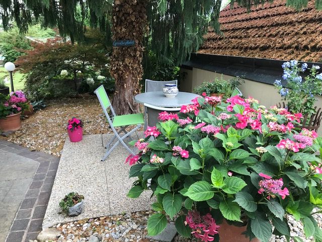 Garden with table, chairs and flowering plants.