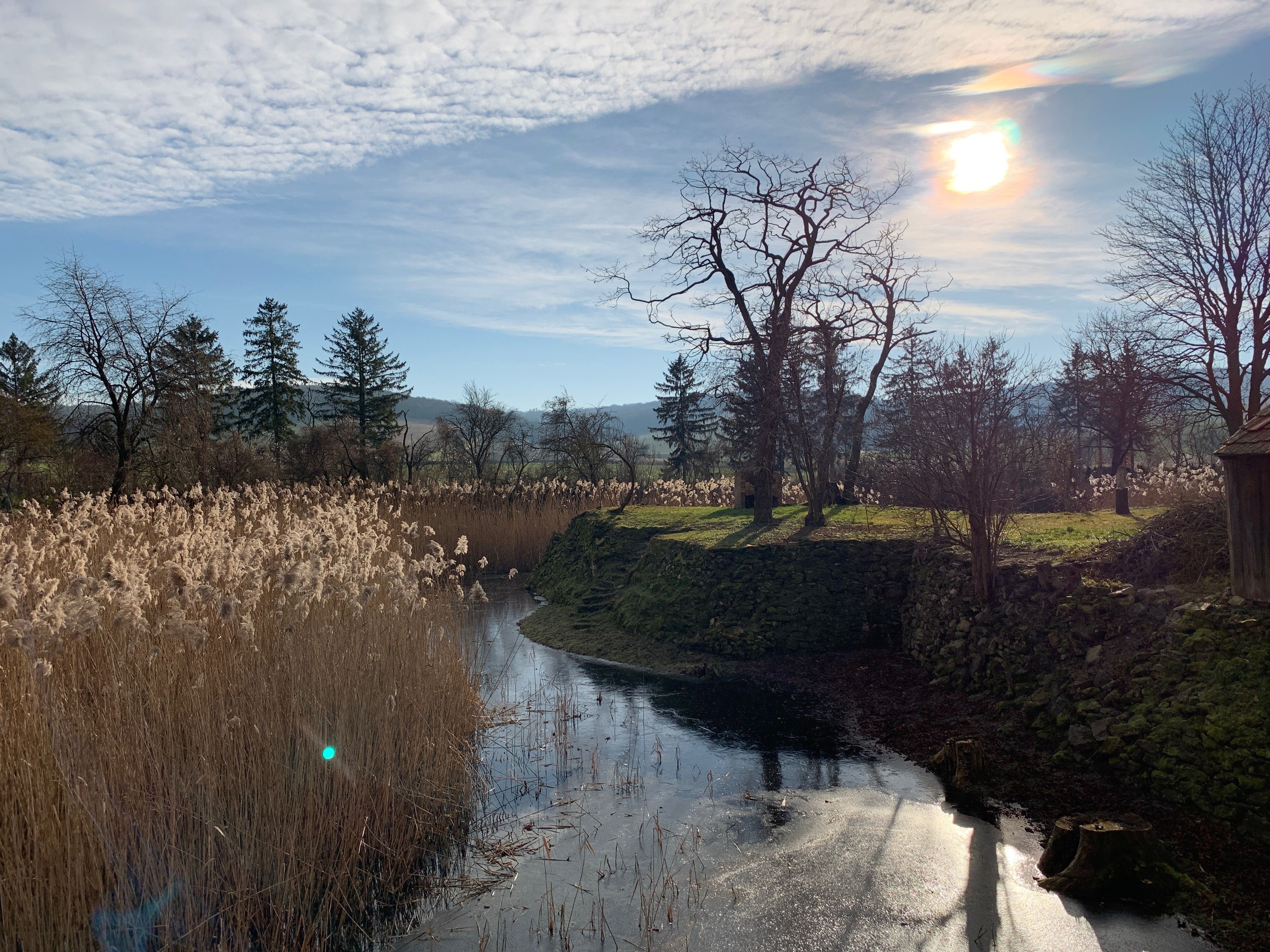 A moat with reeds and trees in the sunlight.