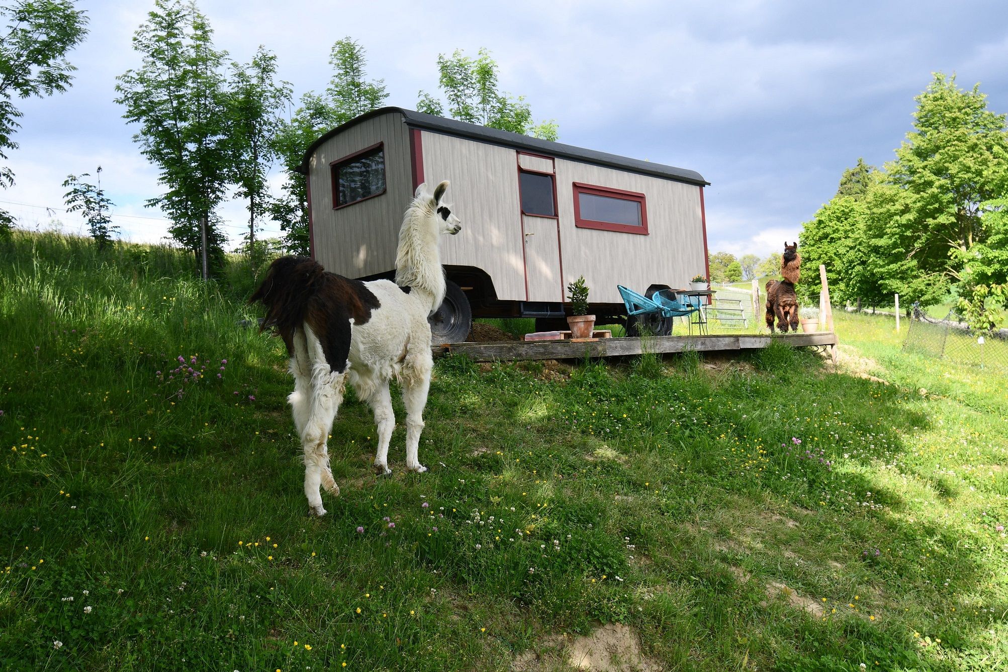 Leopold-the llama herding cart