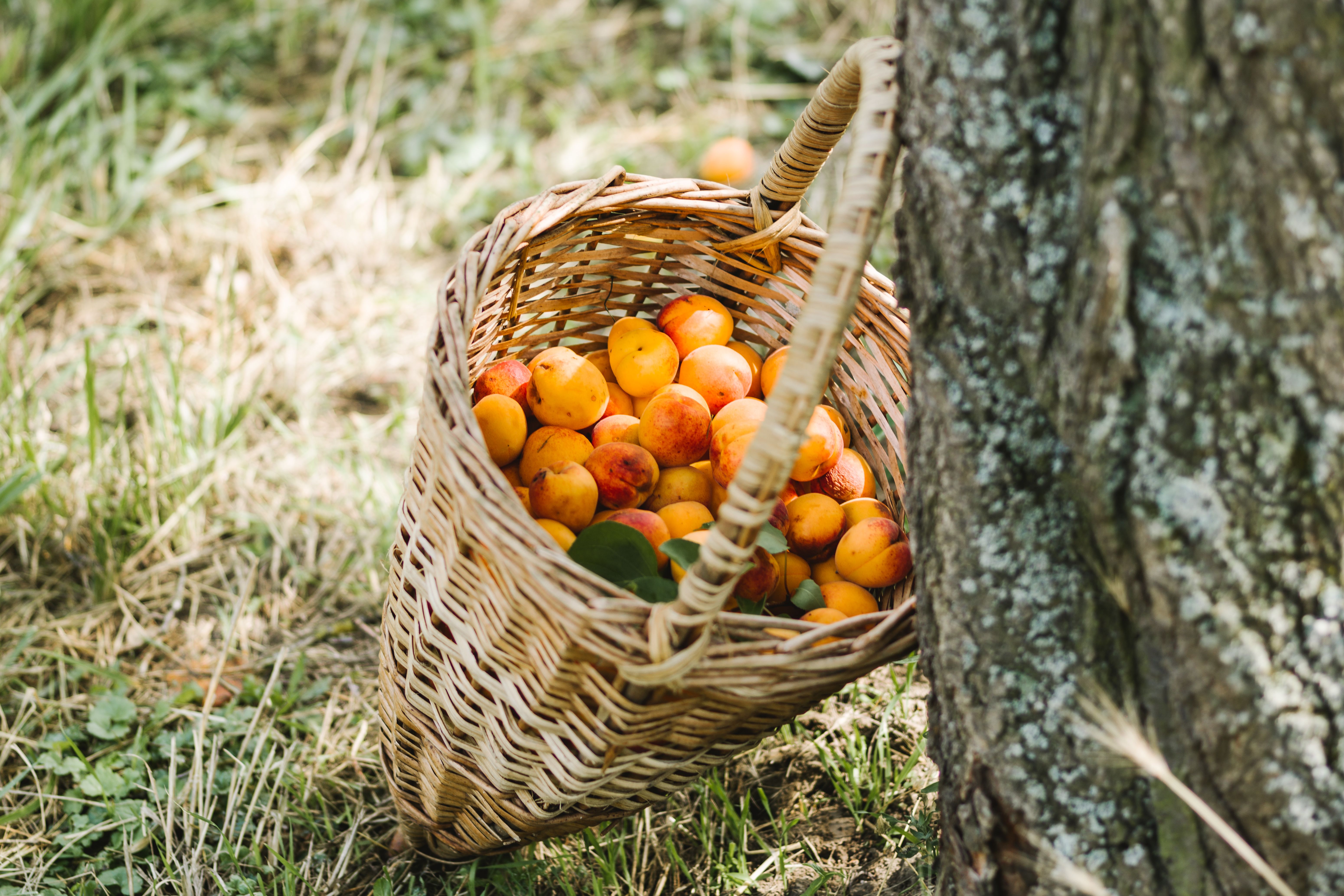 Ein geflochtener Korb, gefüllt mit saftigen Marillen, steht im sanften Licht der Nachmittagssonne. Die goldenen Früchte strahlen in der warmen Sommerbrise und laden dazu ein, die süßen Köstlichkeiten der Region zu genießen. Umgeben von der idyllischen Landschaft der Wachau, wird jeder Bissen zu einem unvergesslichen Erlebnis.