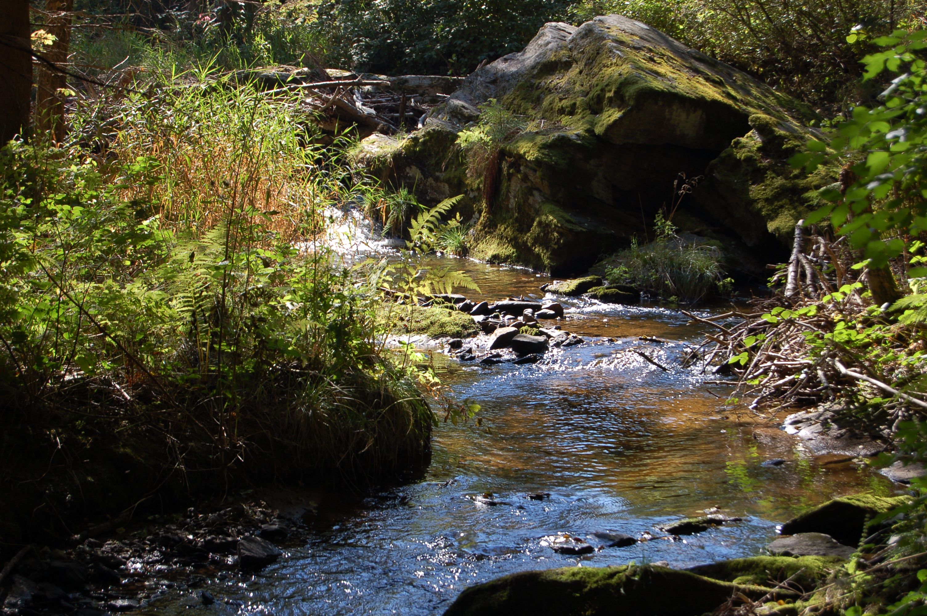 A small stream flows through a wooded area with moss and plants.