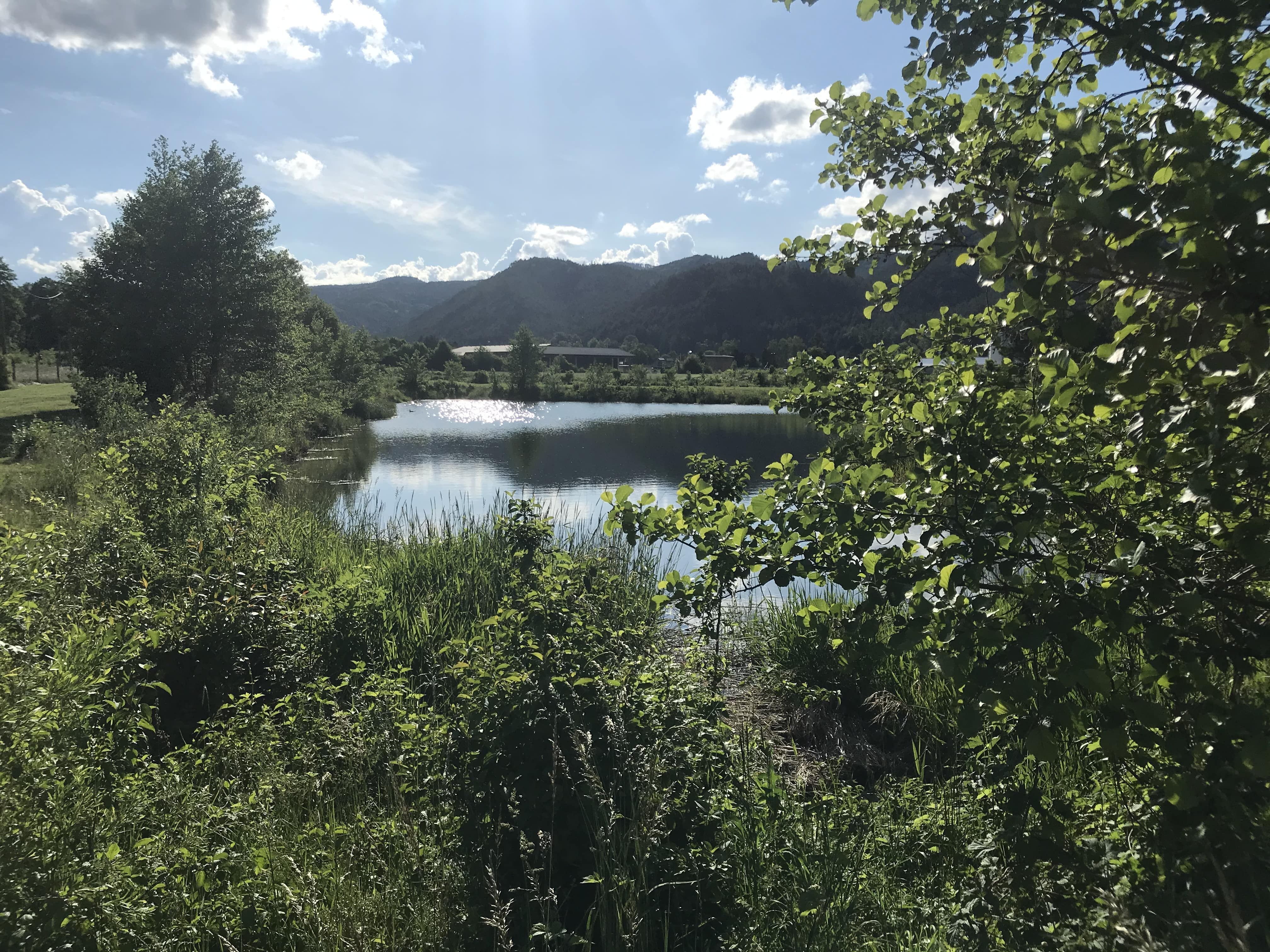 A small lake surrounded by trees and mountains in the background in sunny weather.