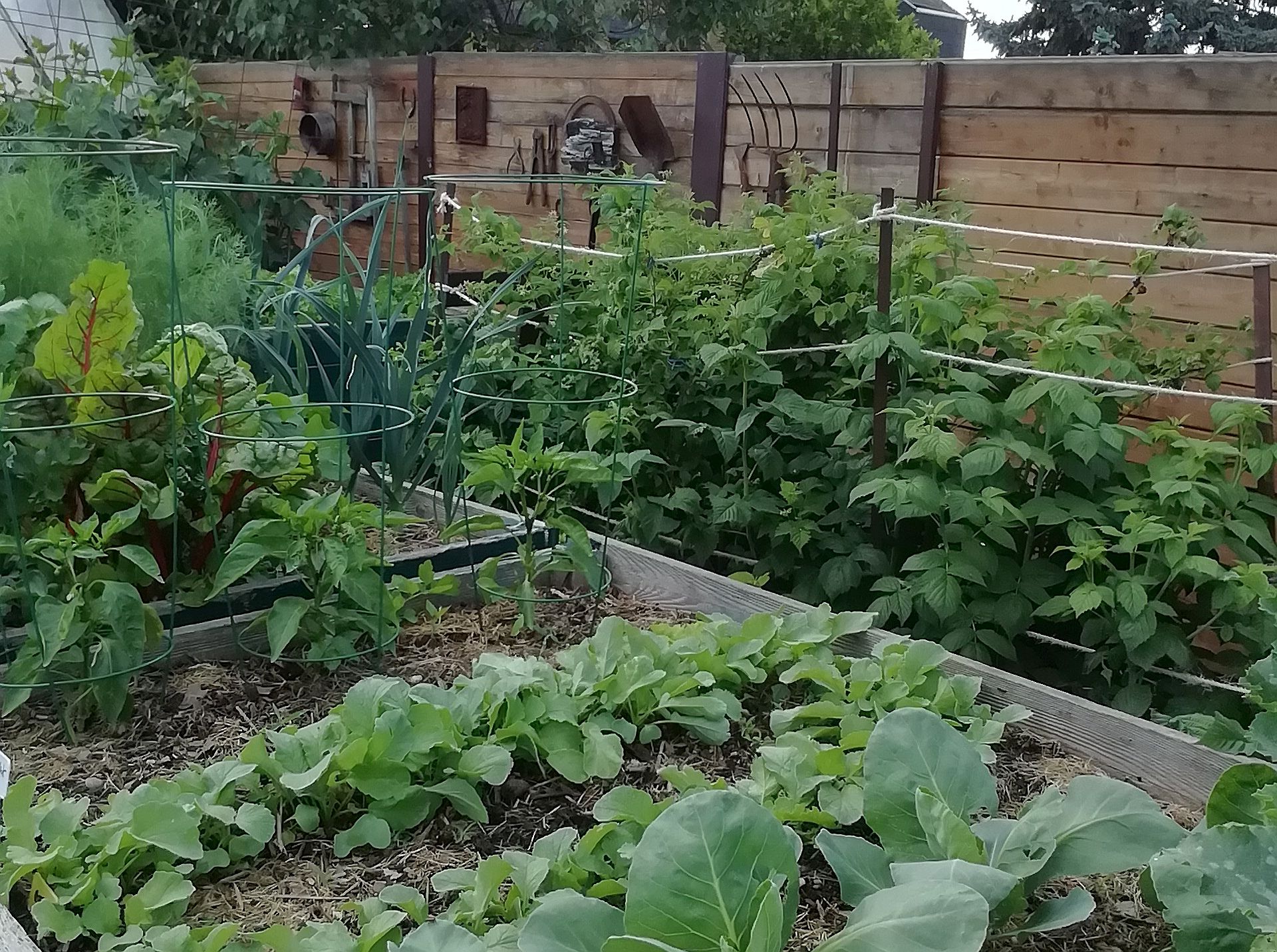 A vegetable garden with various plants and a wooden fence in the background.