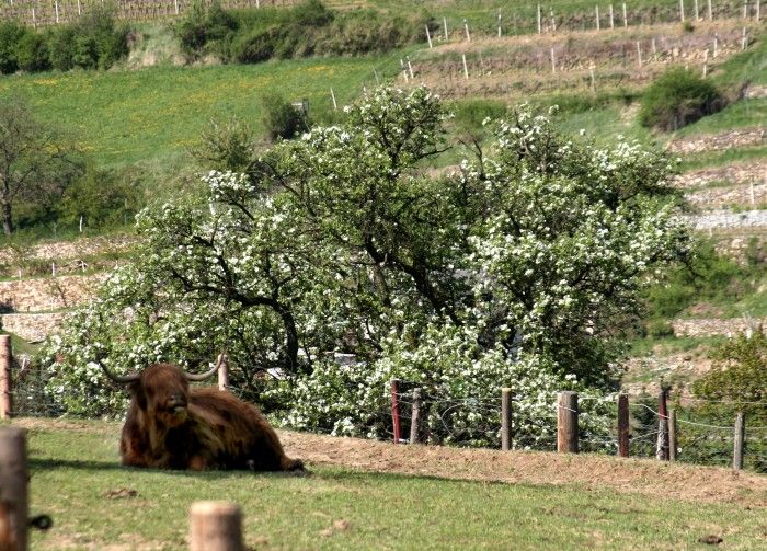 Spring in the pasture