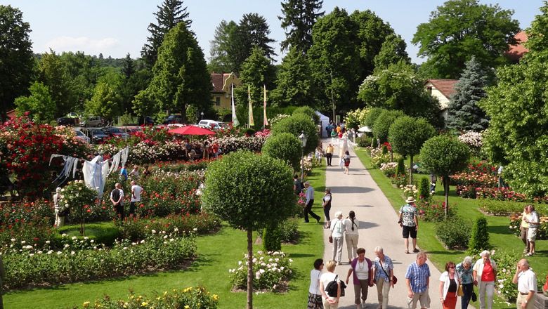 People stroll through a blooming rose garden in sunny weather.