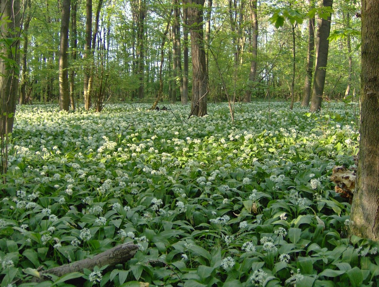 Spring in the Donau-Auen National Park