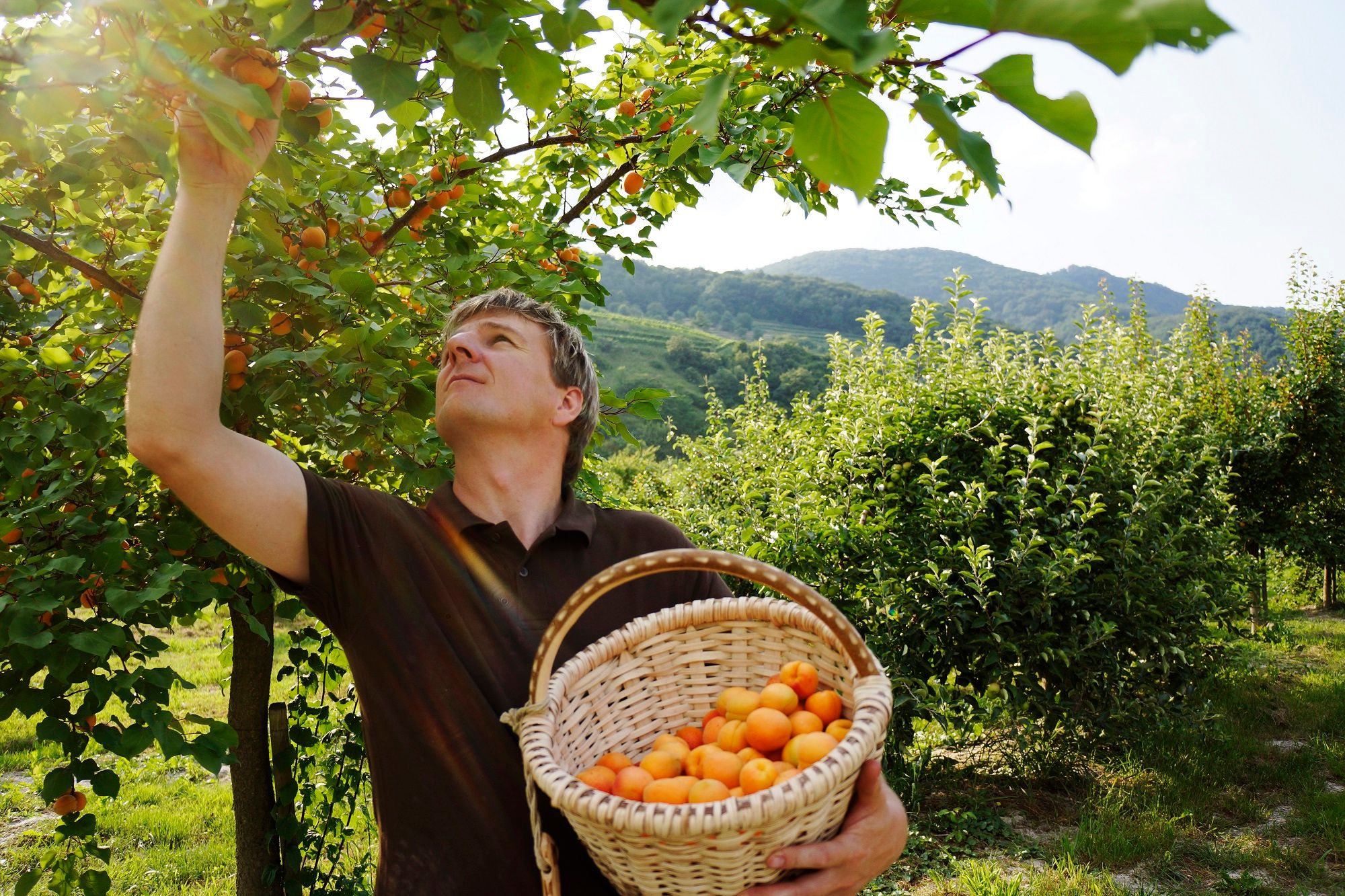 A man picks apricots from a tree and holds a basket full of fruit in an orchard.