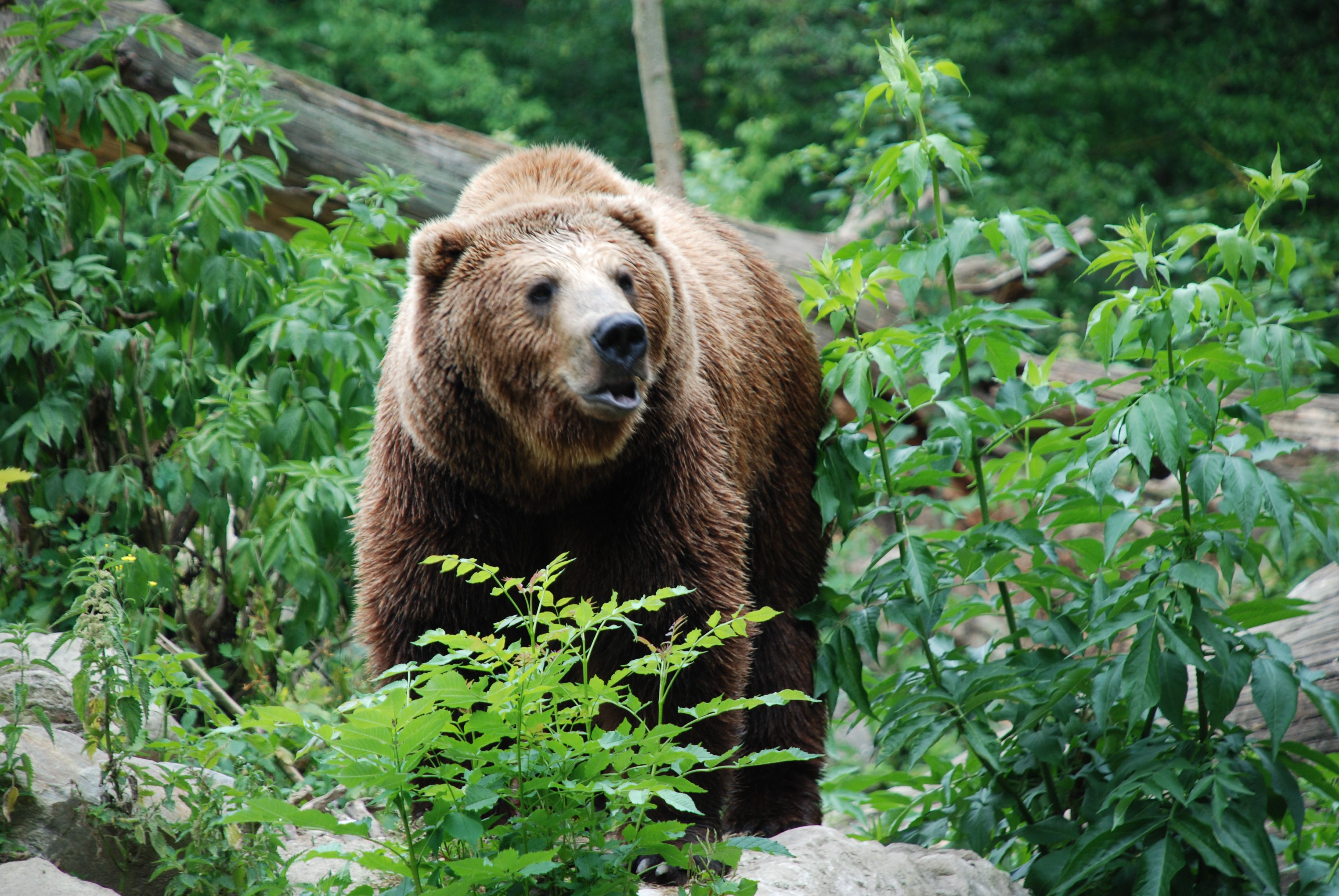 A brown bear stands in a green, wooded area.