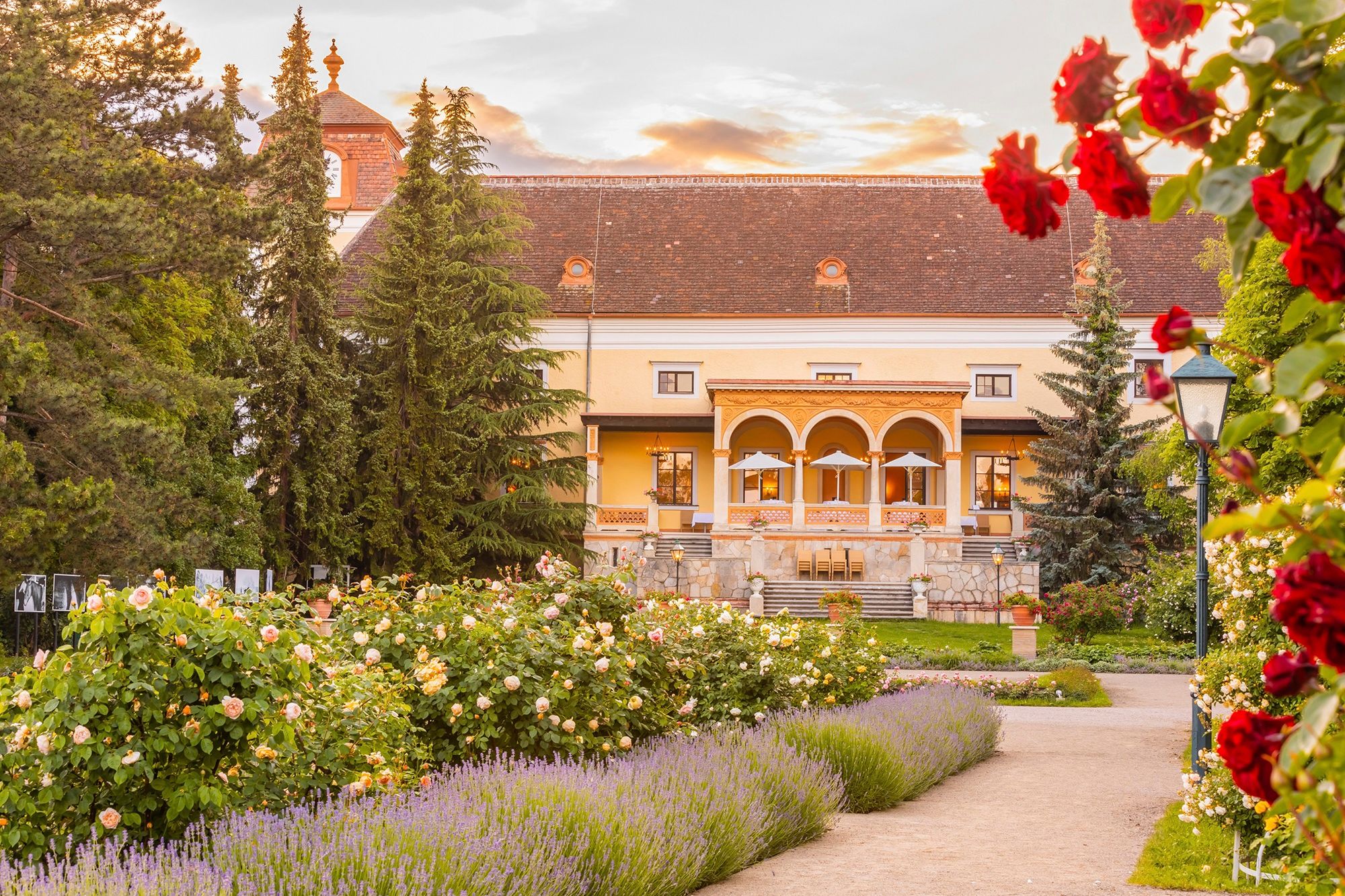 A rose garden with a historic building and a terrace bathed in the evening light, surrounded by roses, lavender, and tall trees.