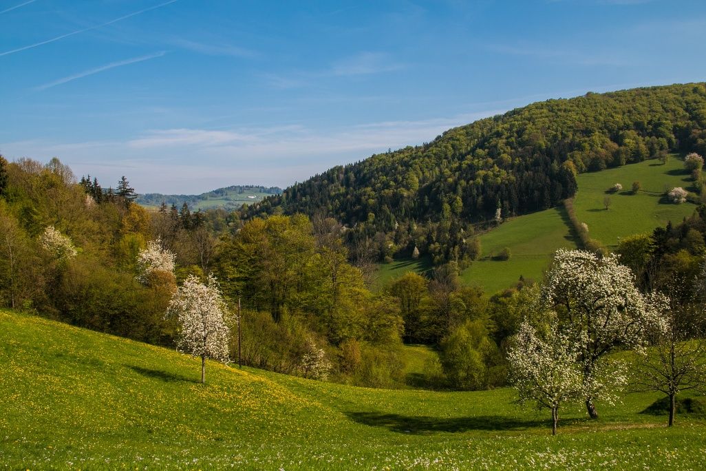 View from Holzsteig