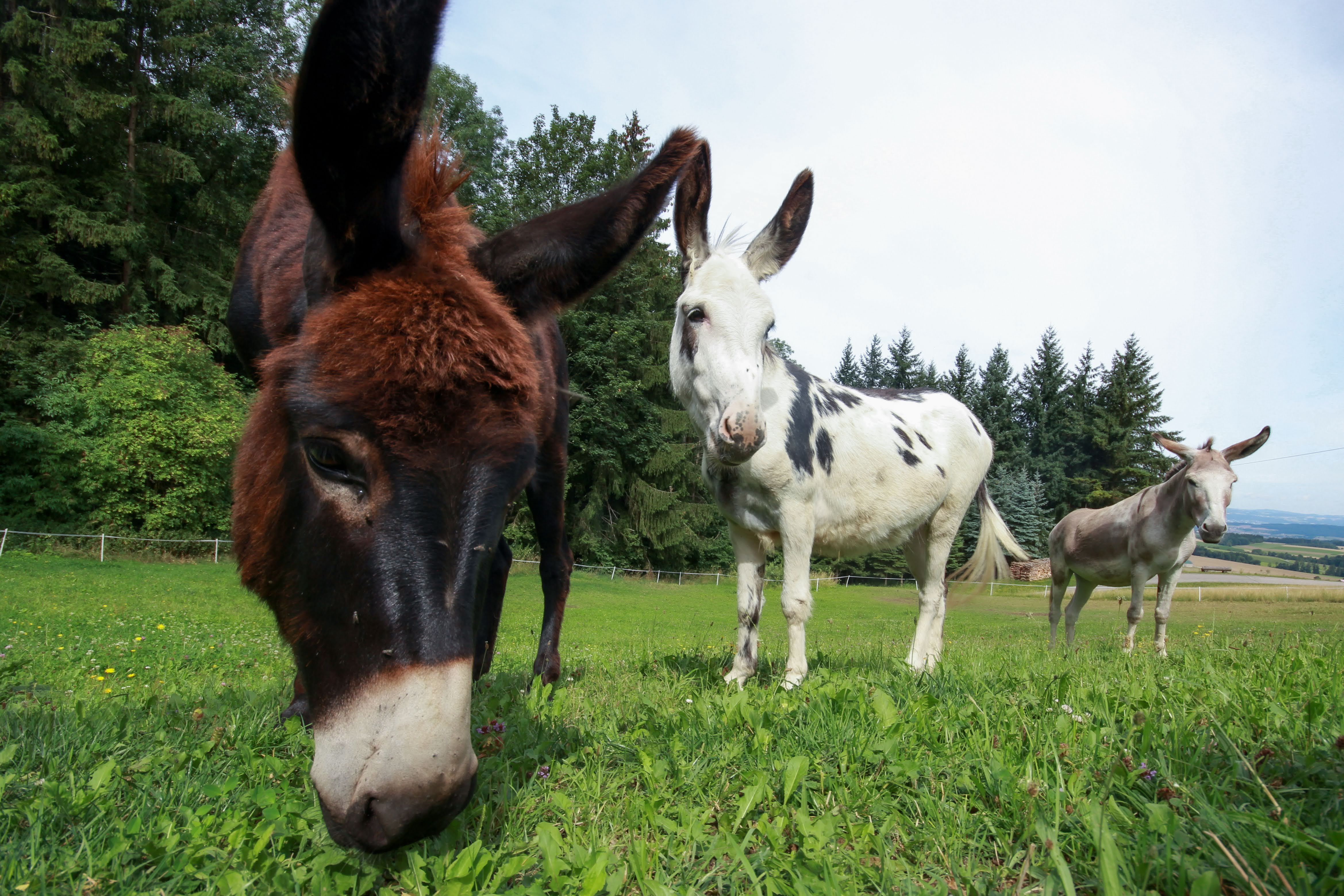 the-donkeys-in-the-pasture