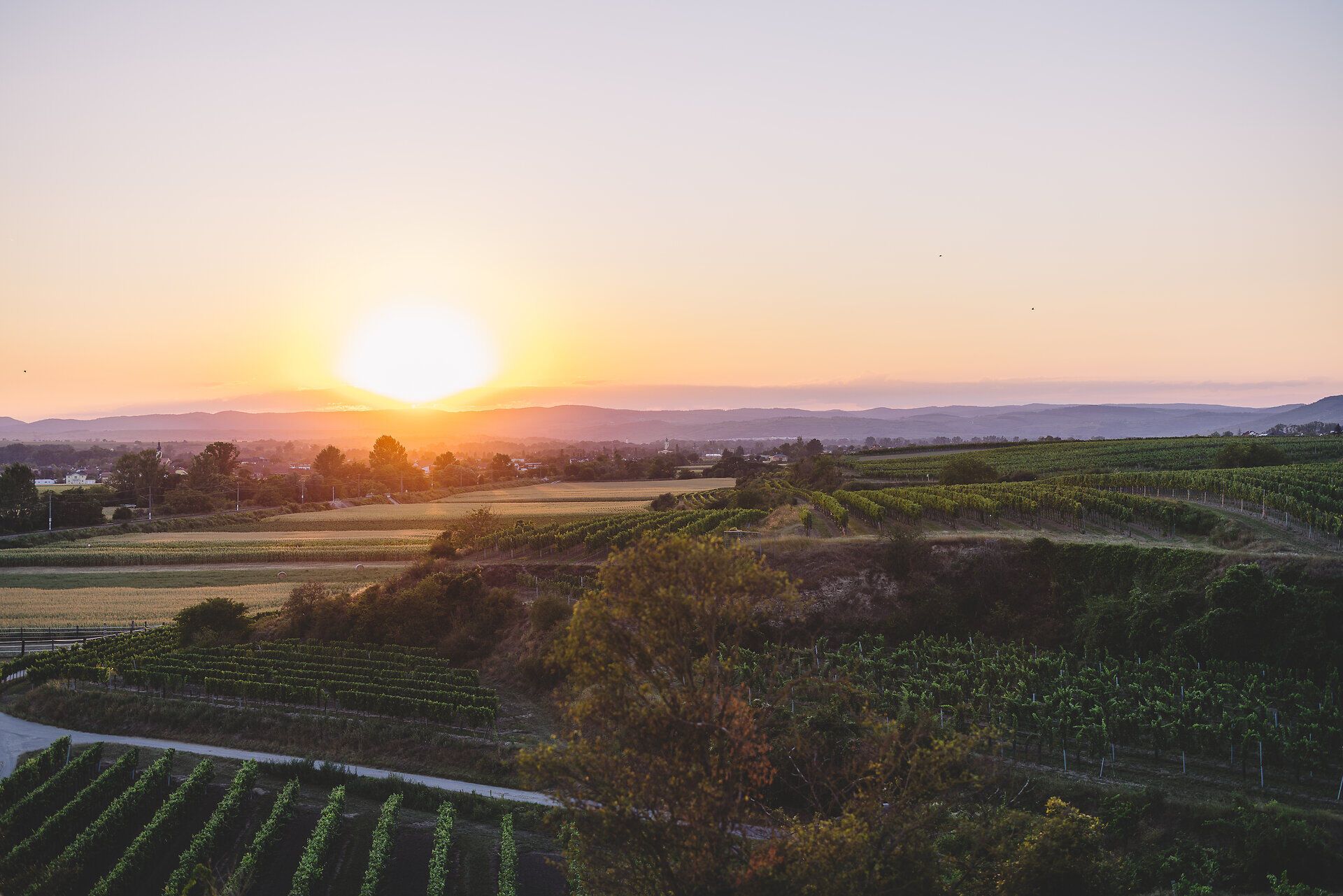Die sanften Hügel des Wagram erstrecken sich in sanften Grüntönen, während die Sonne langsam hinter den Bergen versinkt. Ein goldener Schimmer breitet sich über die Weinreben aus und schafft eine malerische Kulisse, die zum Verweilen einlädt. Hier, wo die Donau sanft fließt, wird die Schönheit der Natur spürbar.