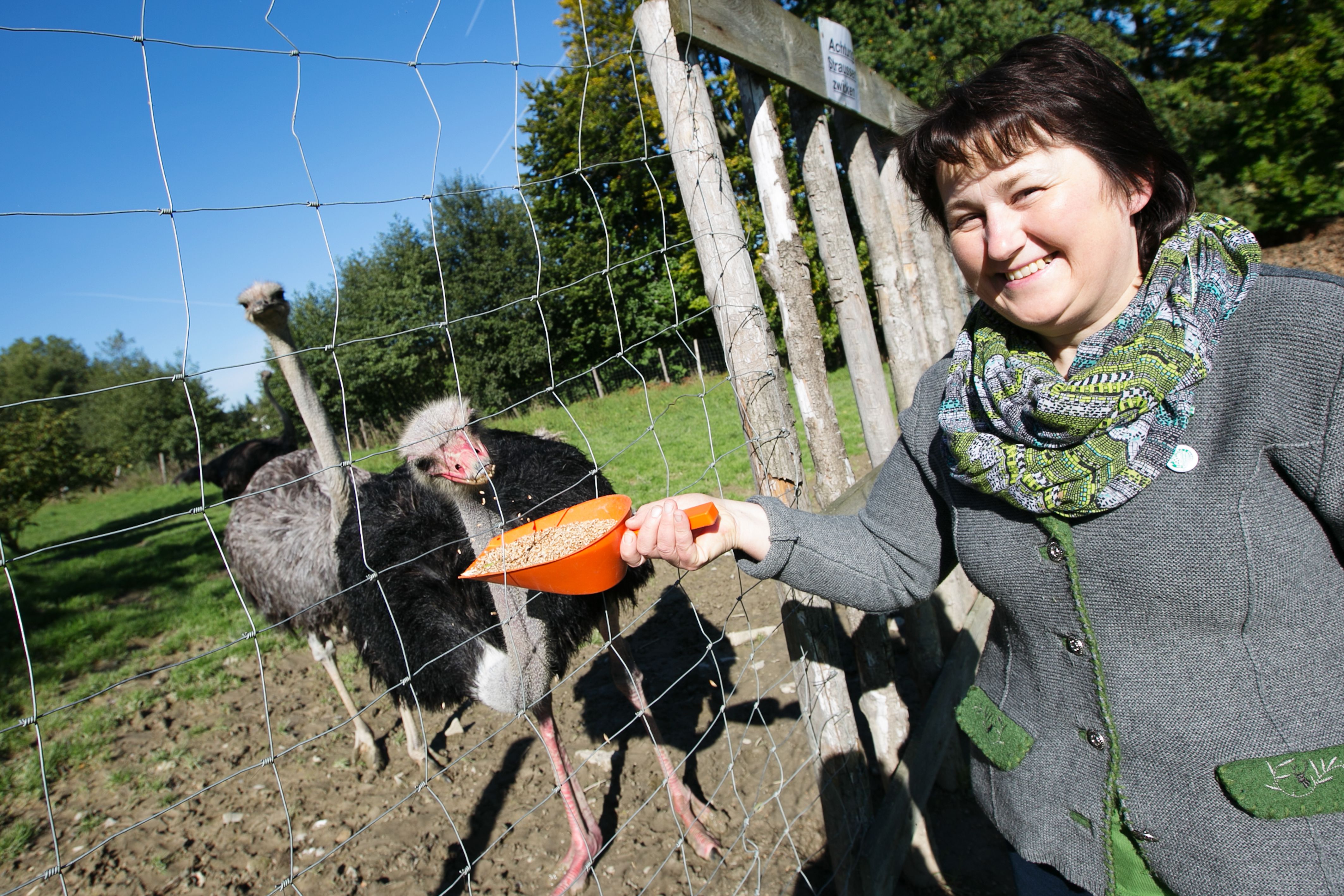 Woman feeding ostriches through a fence on a farm.
