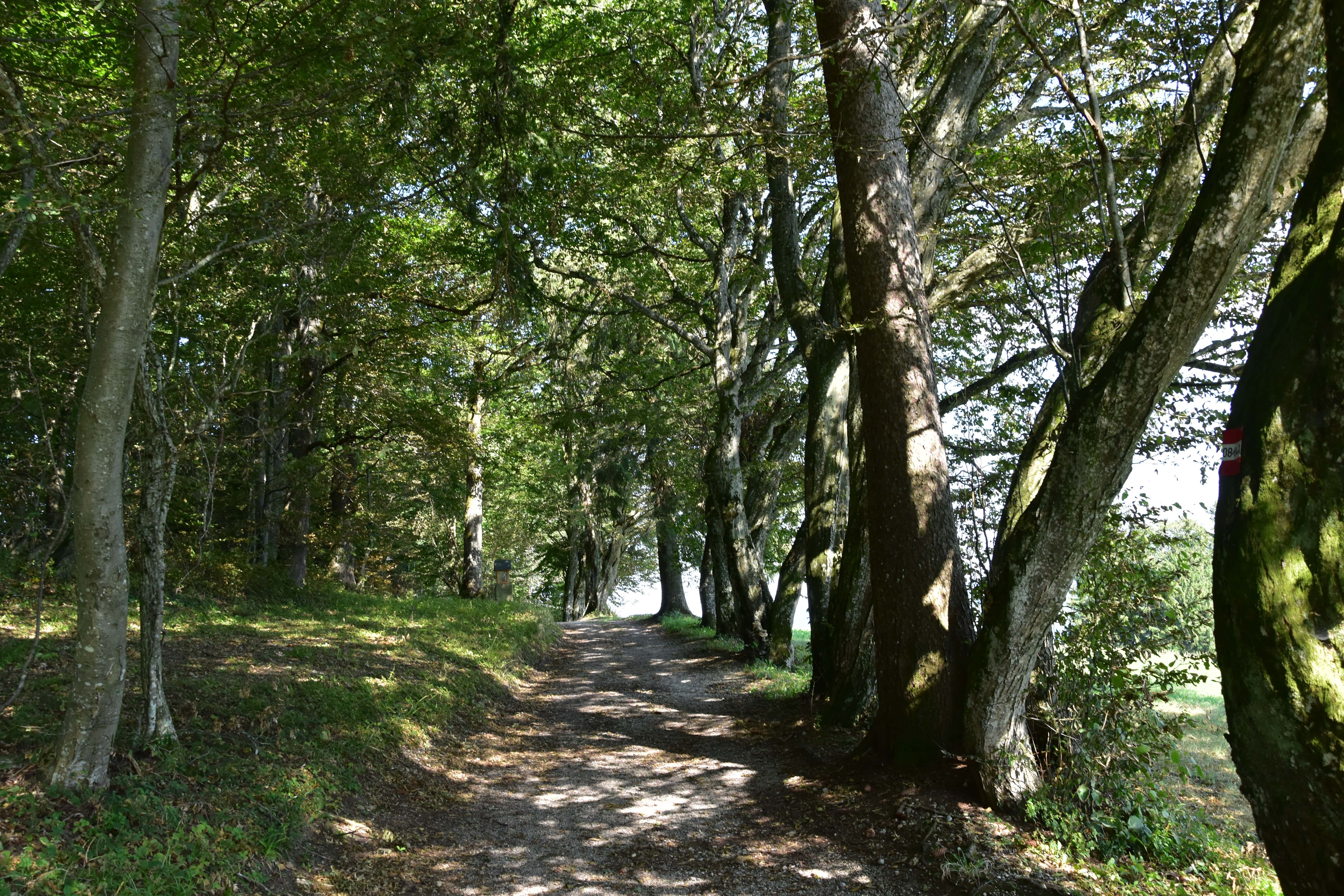 The Sandlehen in summer