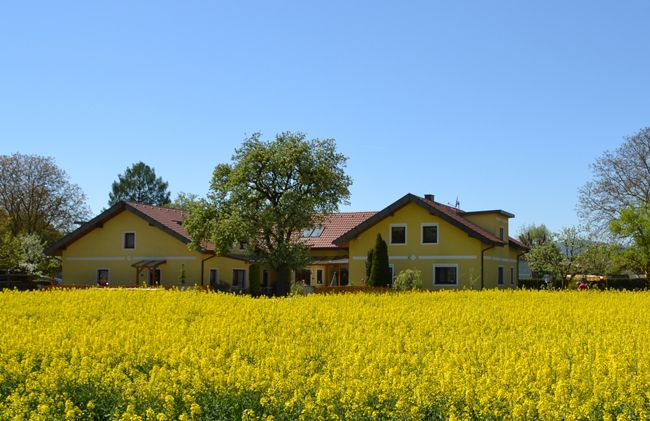 Yellow house with red roof behind a flowering rape field.