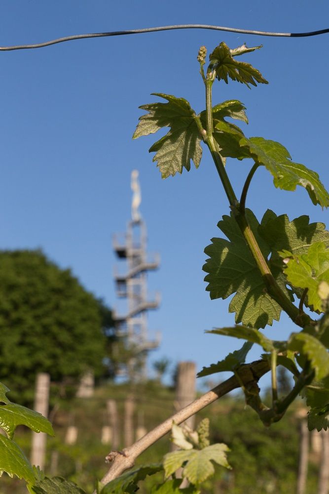 Close-up of vines with a spiral tower in the background.