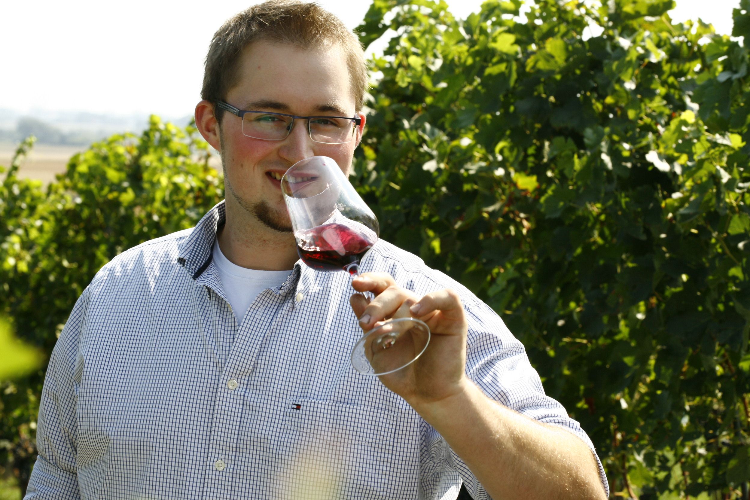 Viticulture Thomas Windholz, Bruck/Leitha