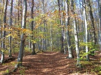 Hiking trails in the Vienna Woods