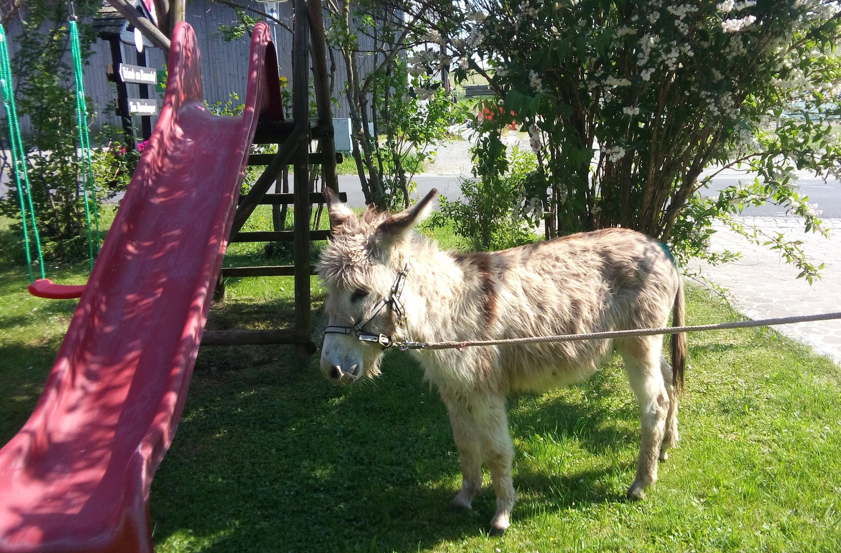 A donkey stands next to a red slide in the garden.