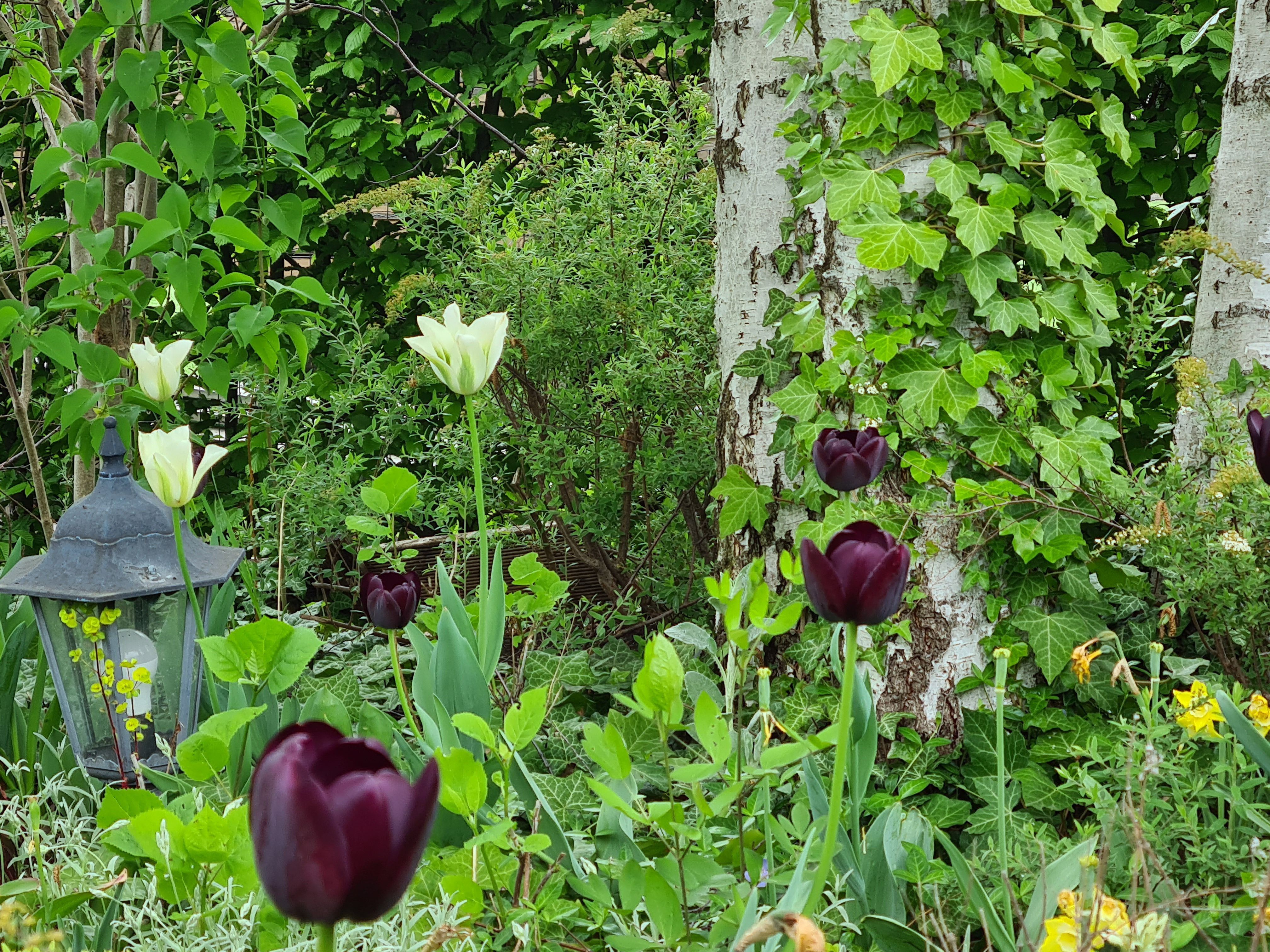 A garden with white and dark purple tulips, ivy on a tree and a lantern.