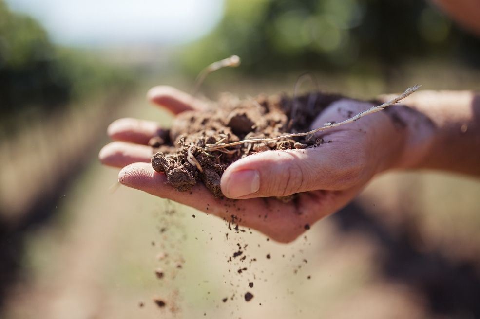 Close-up of a hand holding earth, blurred nature in the background.