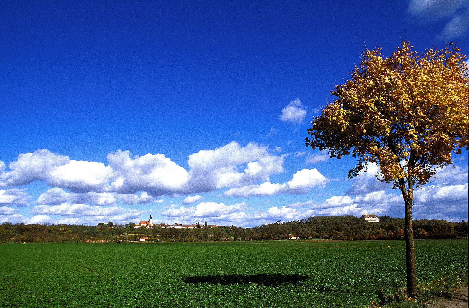Landscape with tree, green field and village in the background under a blue sky with clouds.