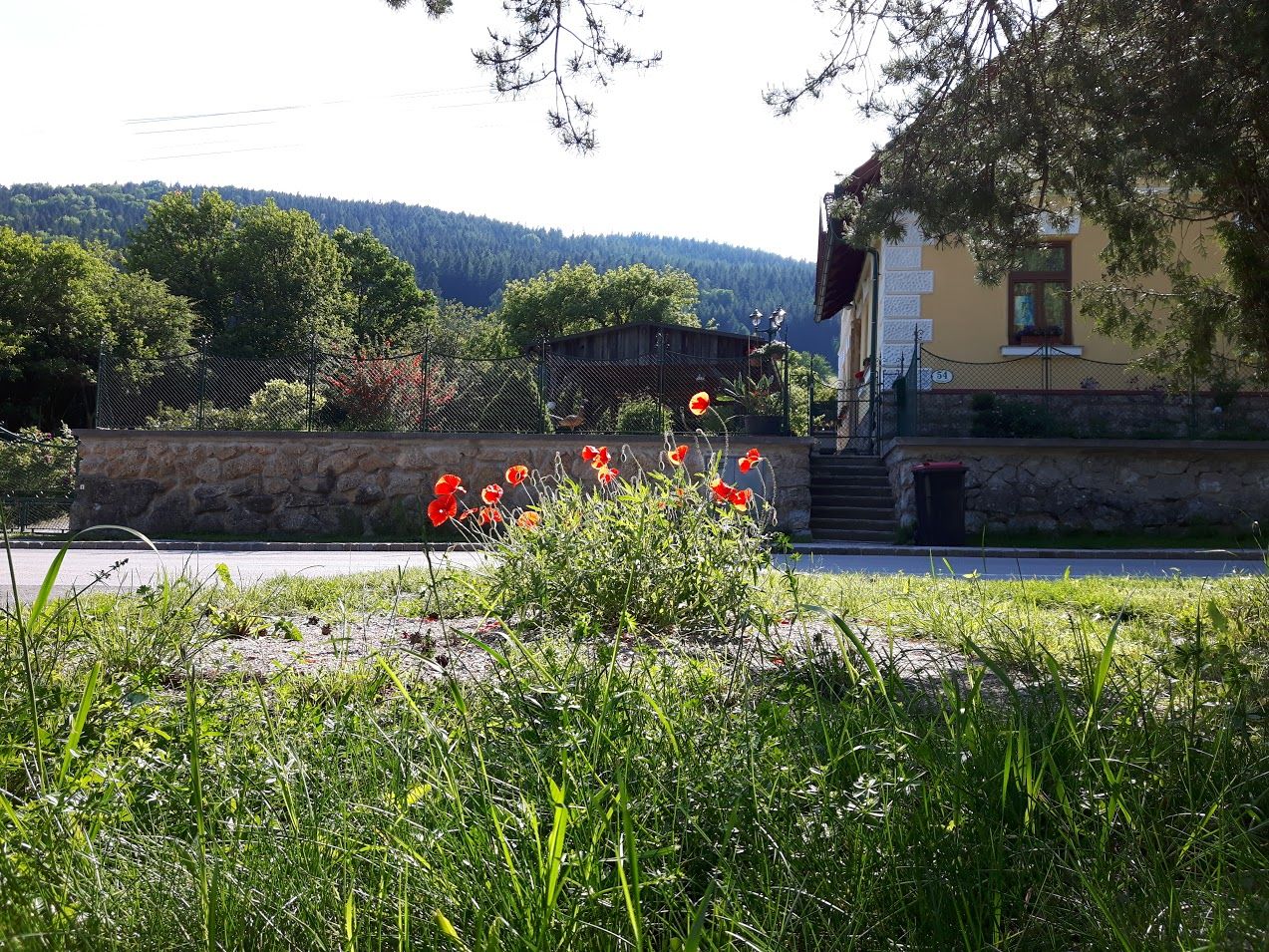 A yellow house with a garden and poppies in the foreground, surrounded by trees and hills.