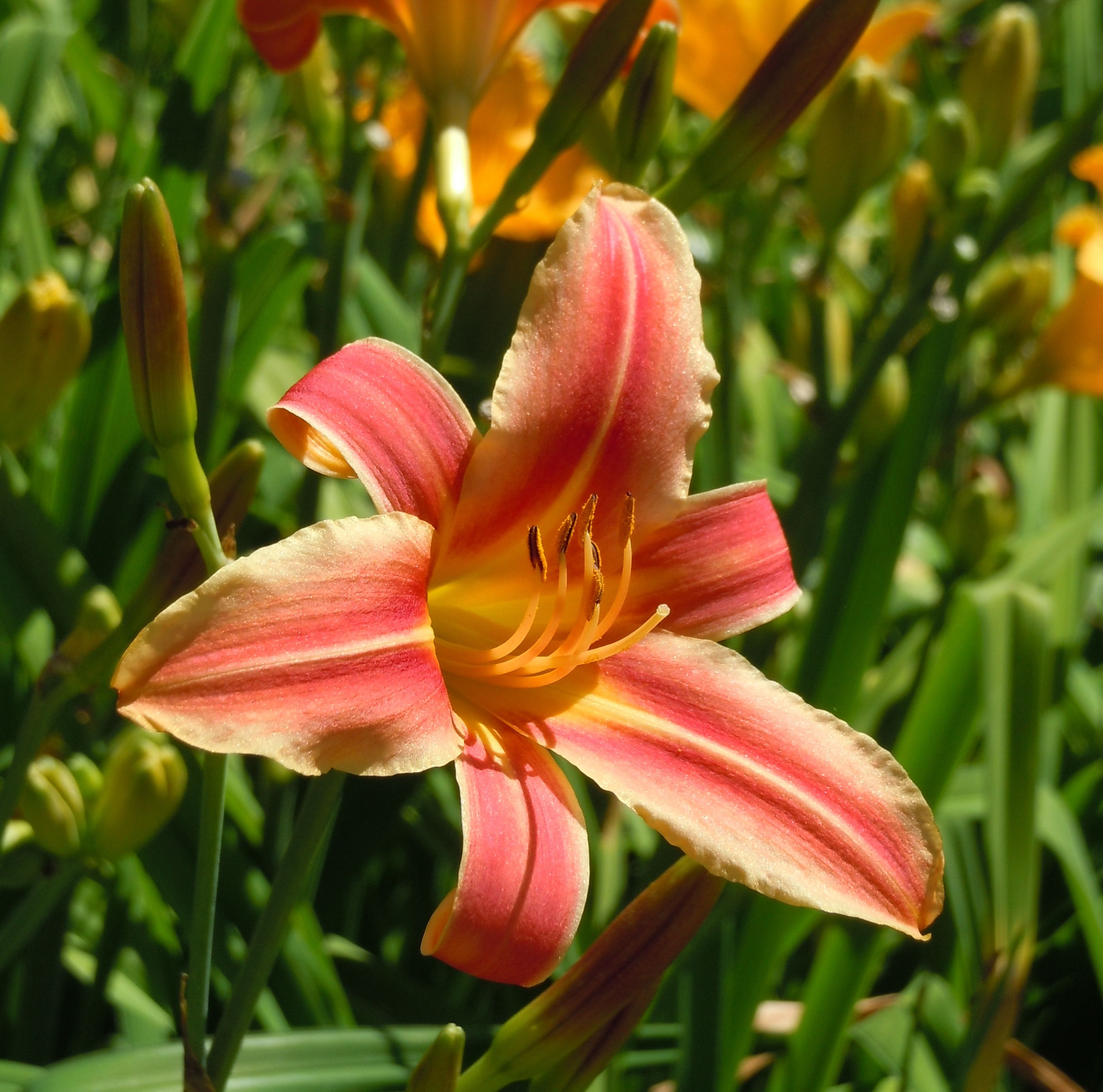 Close-up of a blooming daylily with pink and yellow petals.