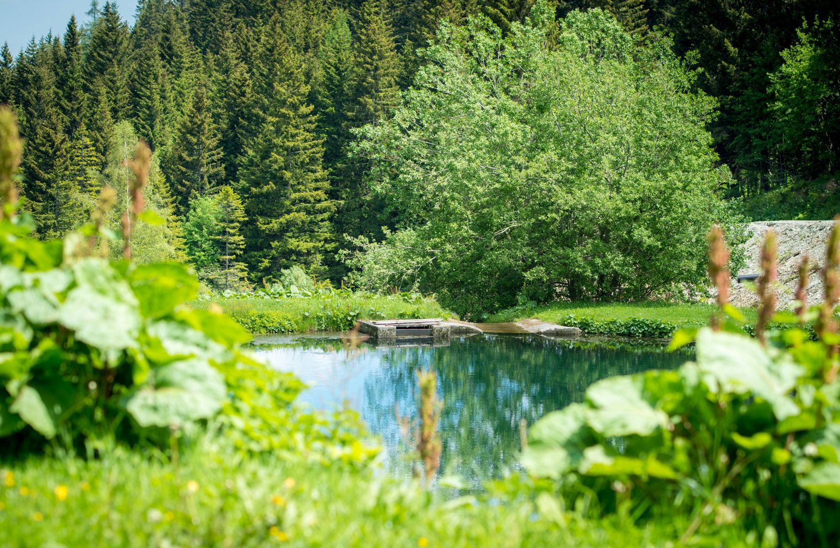 A natural pond surrounded by green vegetation and a forest in the background.