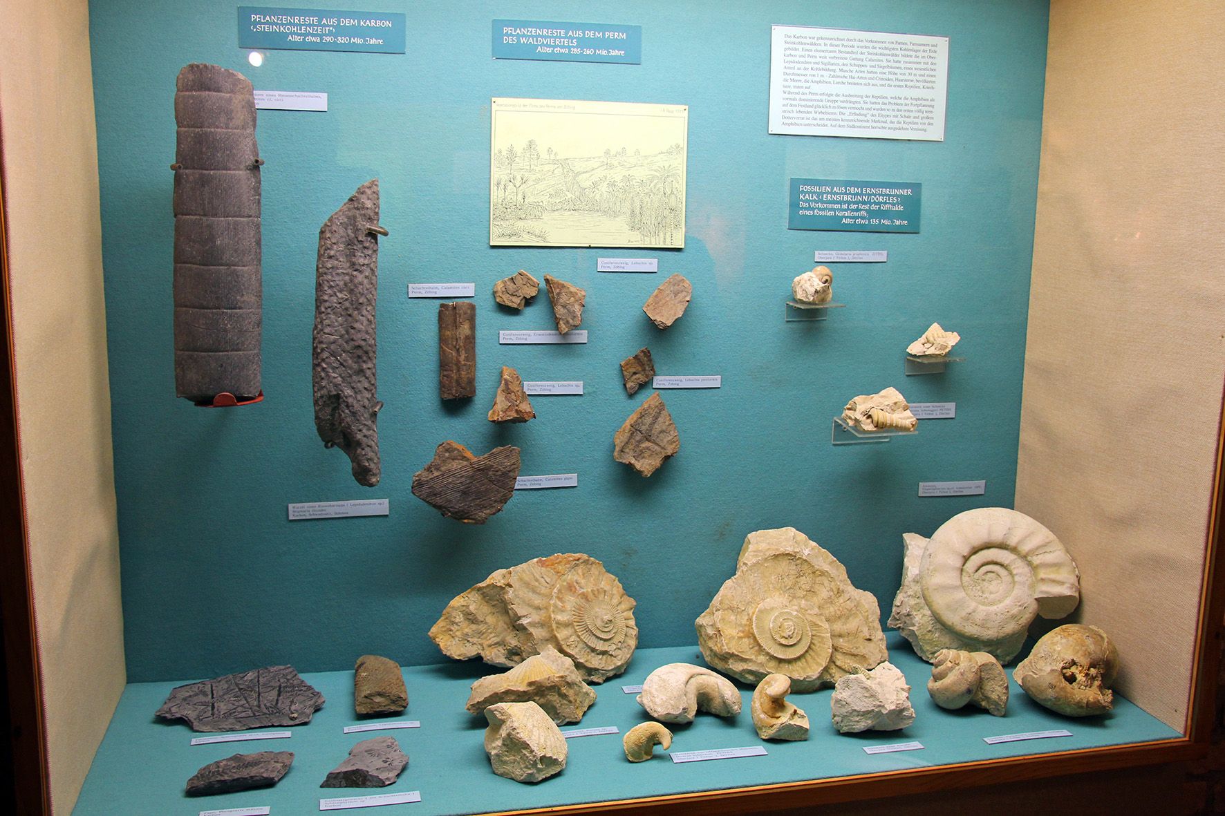 Exhibition of fossils and plant remains in the Stockerau District Museum.