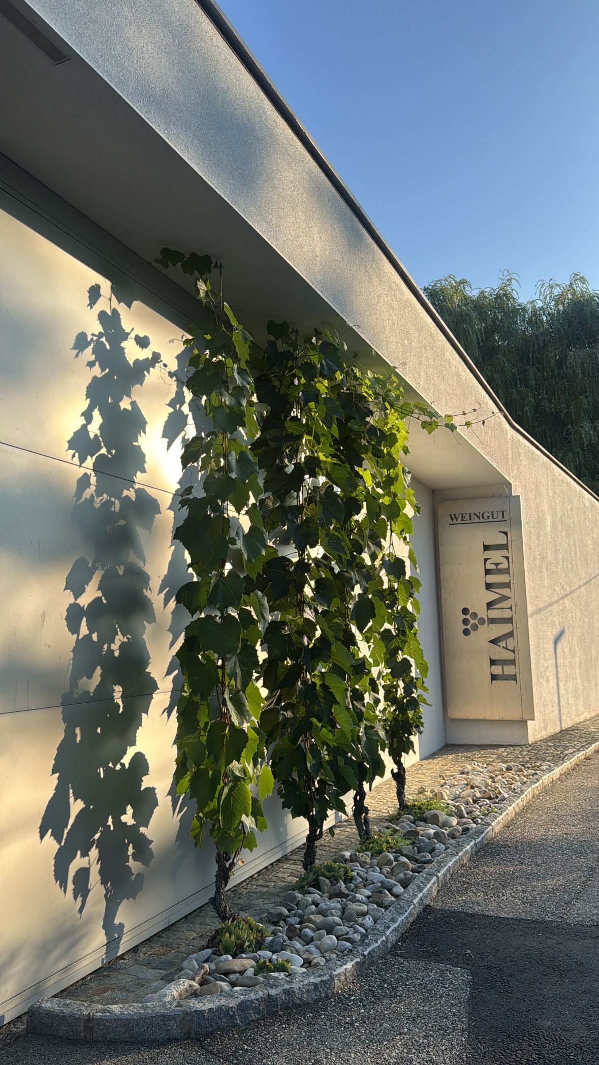 Exterior view of the Haimel winery with vines on the wall.