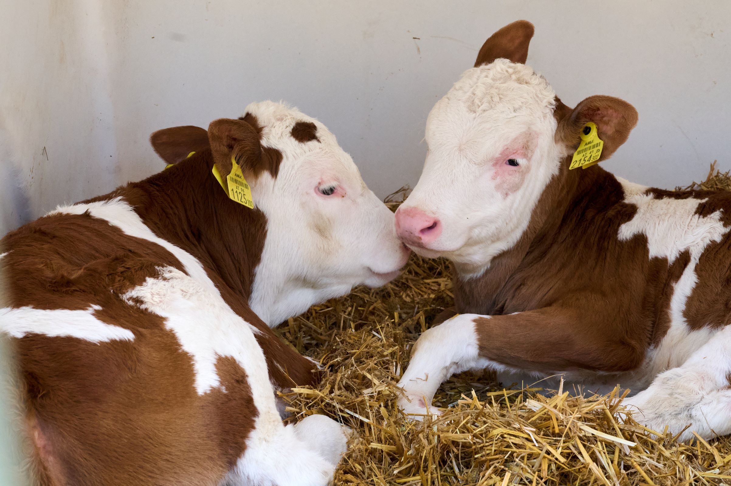 Two young calves are lying on straw in a stable.