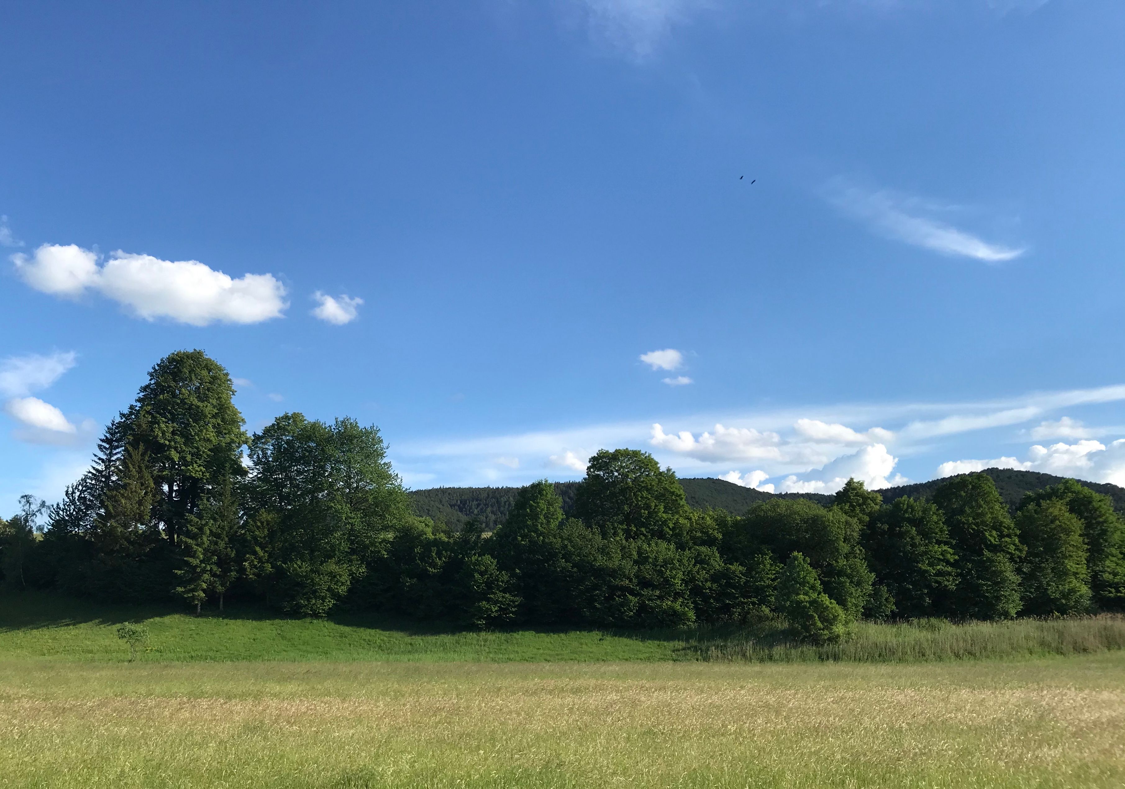 Green meadow with trees and blue sky in the background.