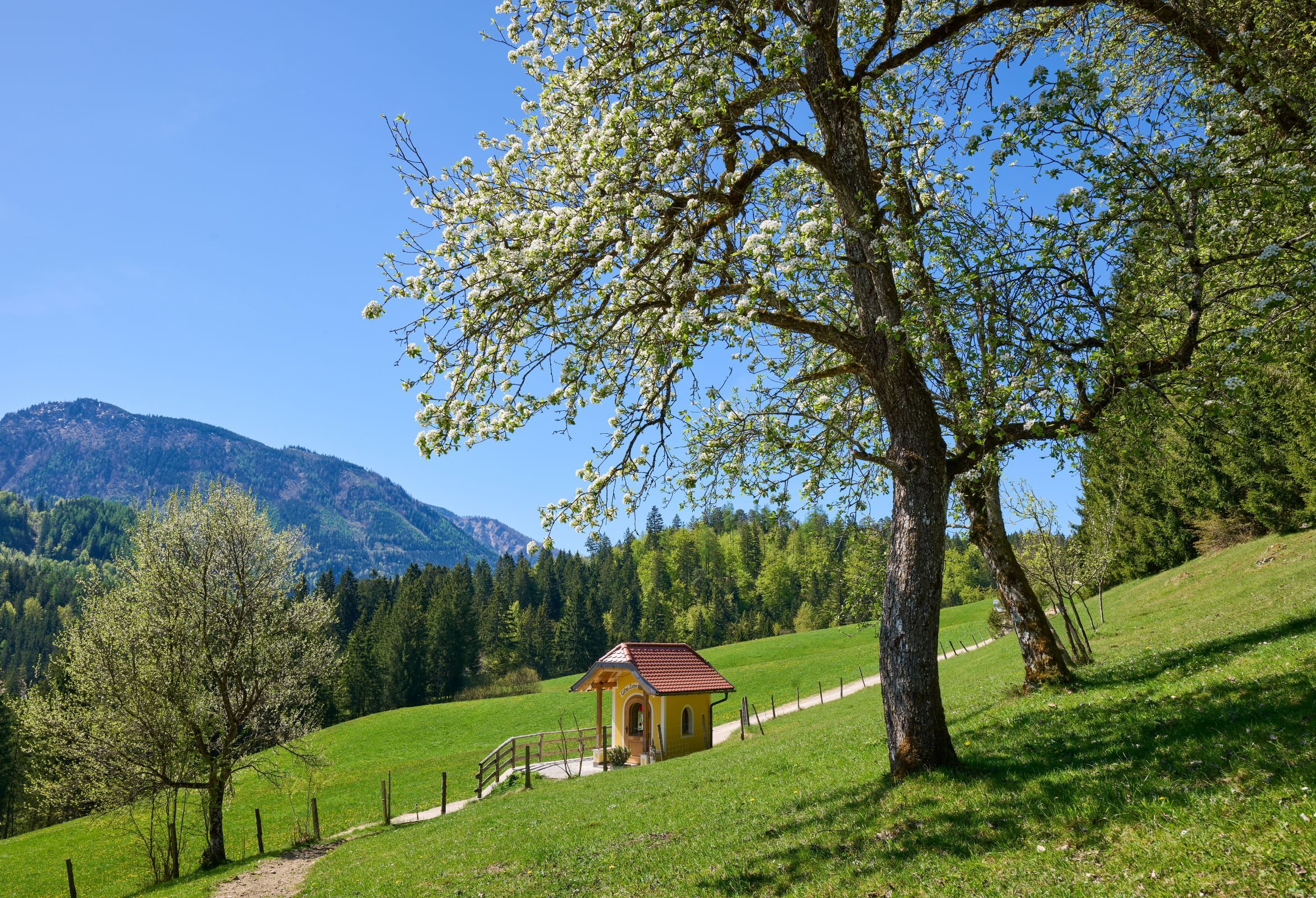 A small chapel stands on a green meadow, surrounded by blossoming trees and mountains in the background.