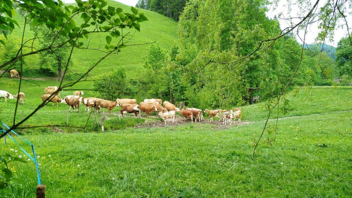Vacation on the farm-Oberrehau