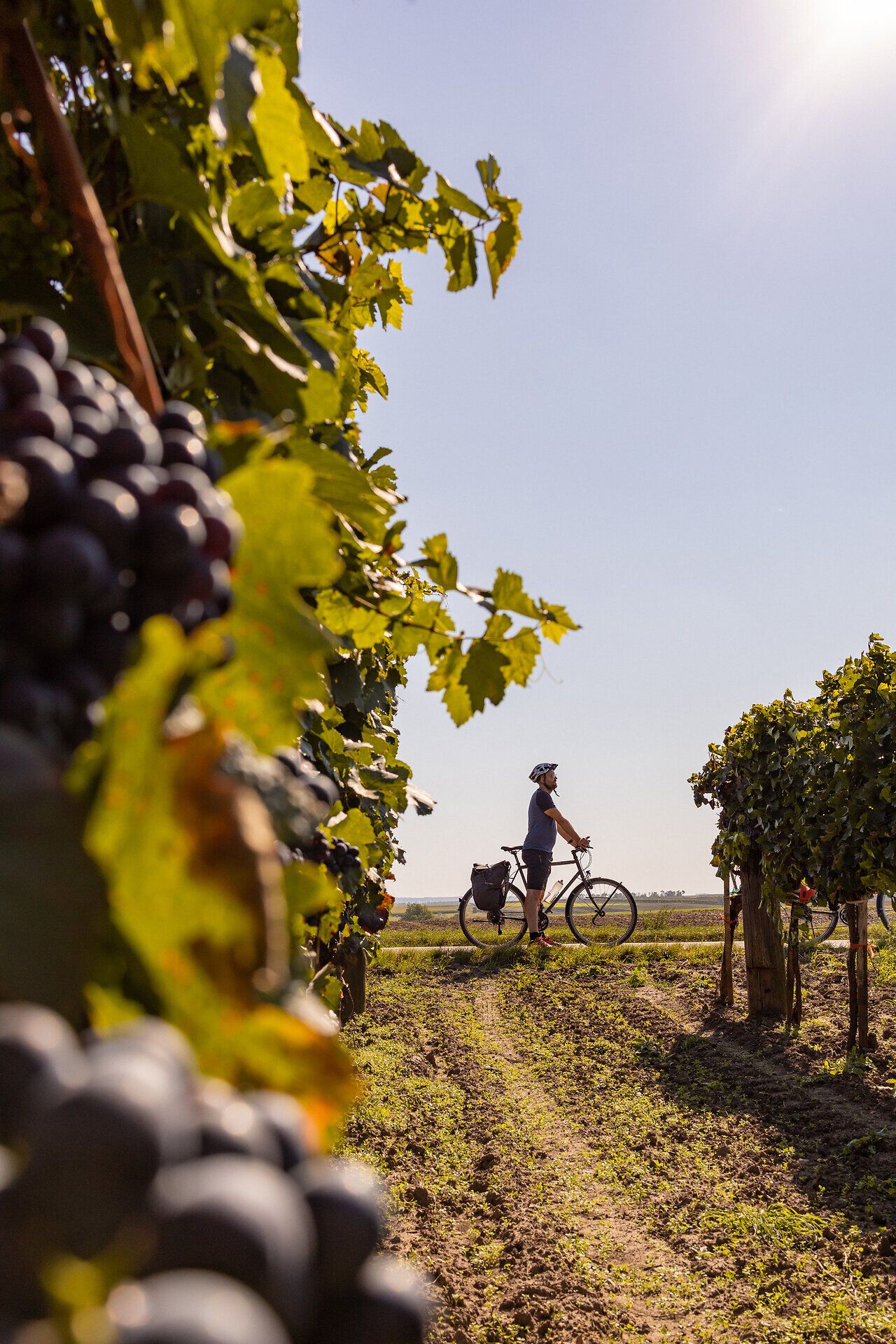 Ein Radfahrer genießt die ruhige Atmosphäre der Weinberge, umgeben von üppigen Trauben und strahlendem Sonnenschein. Der Weg führt durch eine malerische Landschaft, die zum Verweilen und Entdecken einlädt.