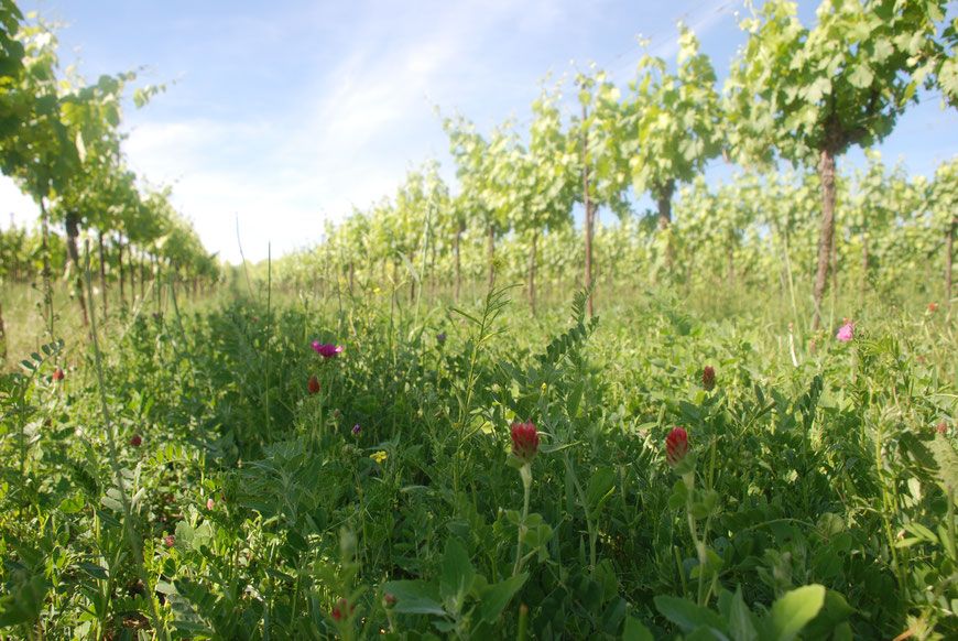 Vineyard with green vines and wildflowers in the foreground.